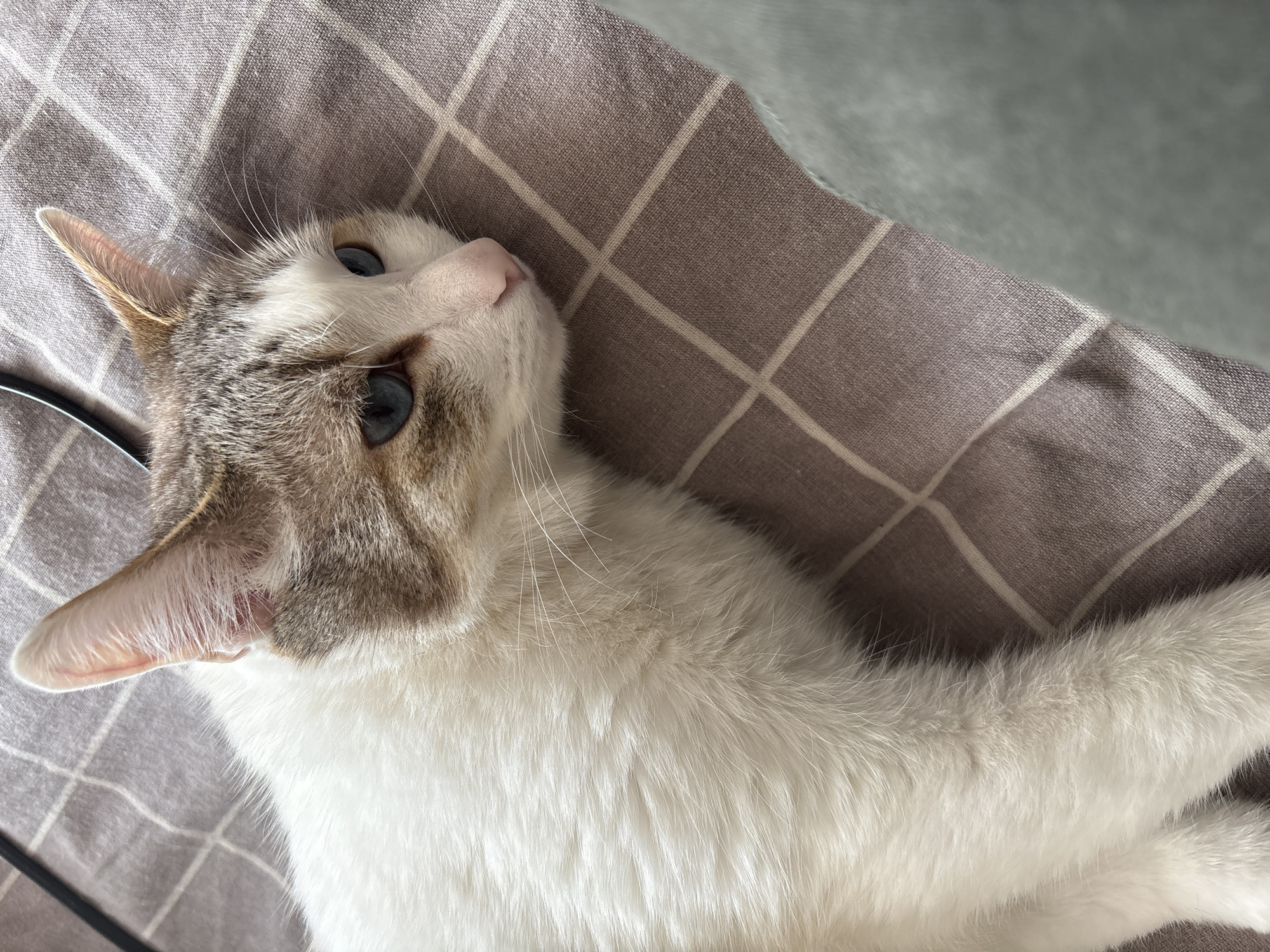 A domestic cat with predominantly white fur, patterned with patches of grey and brown on its head and ears, lies on a brown and white checkered surface, likely a bed or blanket. The cat has blue eyes and a pink nose. The background appears to be a grey fabric. The cat is lying down, with its head tilted upwards. No information in the image suggests a location in Izhevsk, Russia.