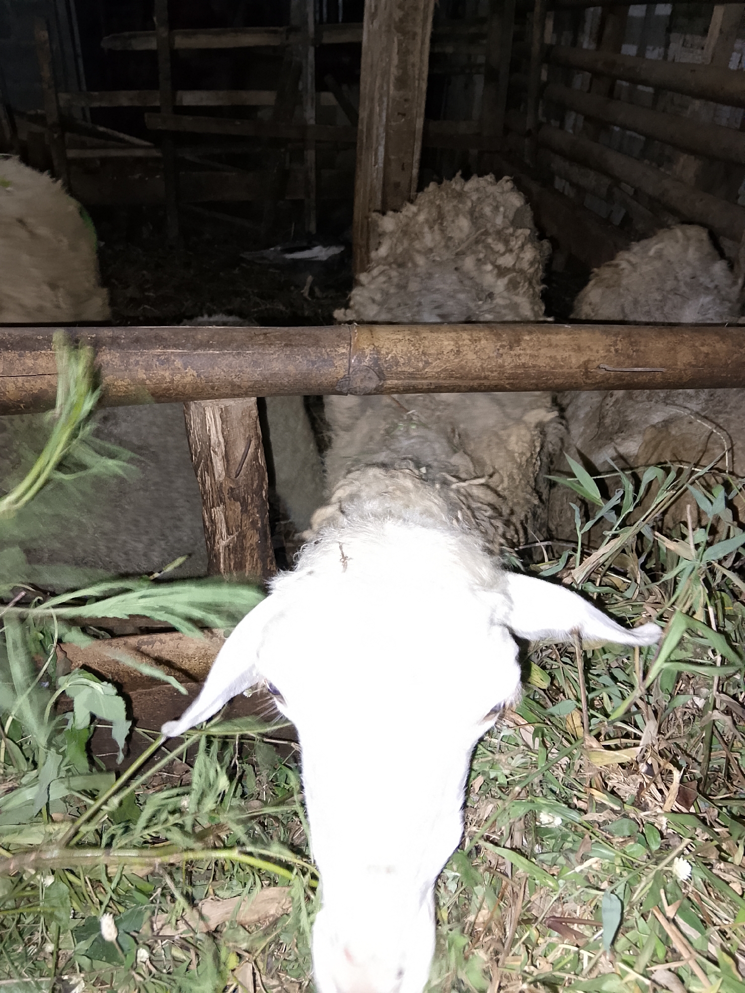 The image depicts a close-up view of a white sheep's head and neck, positioned in the foreground. The sheep is facing away from the camera, and its head is mostly obscured by a rough, textured wooden railing. Behind the railing, other sheep are visible, characterized by their fluffy, light-colored wool. The sheep appear to be in an enclosed area, possibly a pen or stable, suggested by the wooden structure and fencing in the background. The ground is covered with dry grass and some green foliage, indicating an outdoor or partially enclosed environment. The lighting is dim, suggesting it might be nighttime or an indoor setting with low illumination. The overall scene is rustic and appears to be in a rural or semi-rural setting. It is not possible to determine the specific location within Betonan, Indonesia, from the image alone, as there are no identifying landmarks or text.