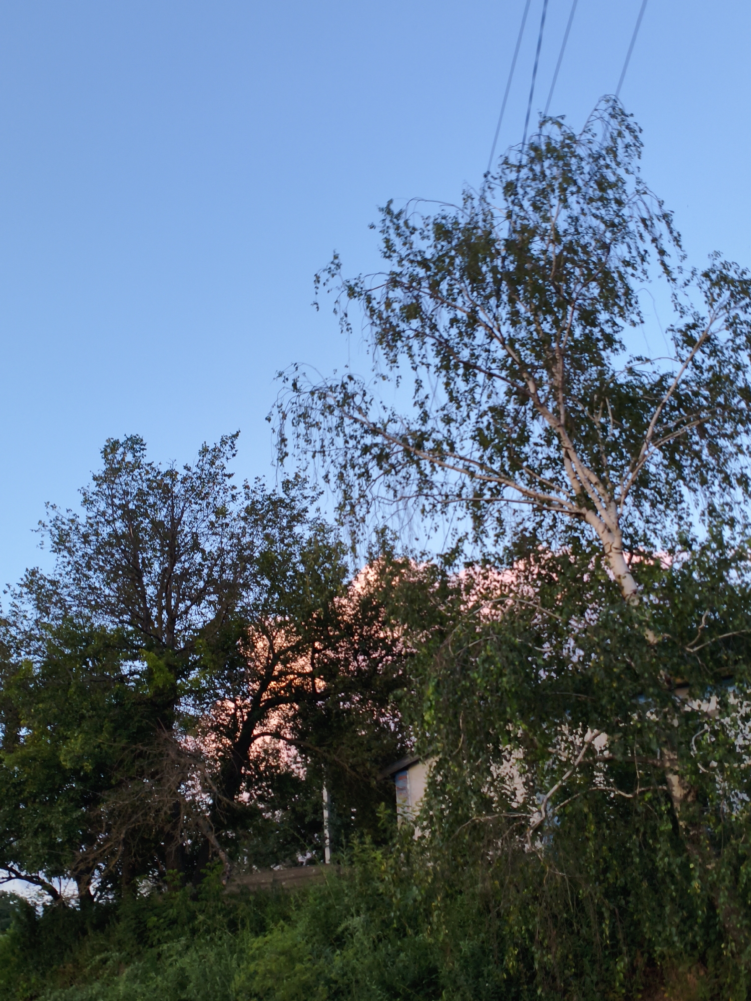 This is a full-frame, vertical, eye-level, outdoor, daytime photograph taken in Ustyvytsia, Ukraine. The sky is a clear, bright blue, taking up the upper half of the frame. In the middle ground, several trees are visible. On the left, a large, dark green tree with a dense canopy dominates the left side of the image. To its right and slightly behind, a lighter, white-barked birch tree with drooping branches and sparser foliage is prominent. In the far right of the image, the corner of a light-colored building with blue trim is partially visible behind a thick growth of dark green foliage and branches. The lower part of the image is filled with dense green bushes and vegetation. The sunlight appears to be catching the leaves of the trees from behind, creating a soft pinkish glow in the mid-background. Several dark, thin power lines are strung across the upper right portion of the sky, arching over the birch tree. There are no people or animals visible in the scene.