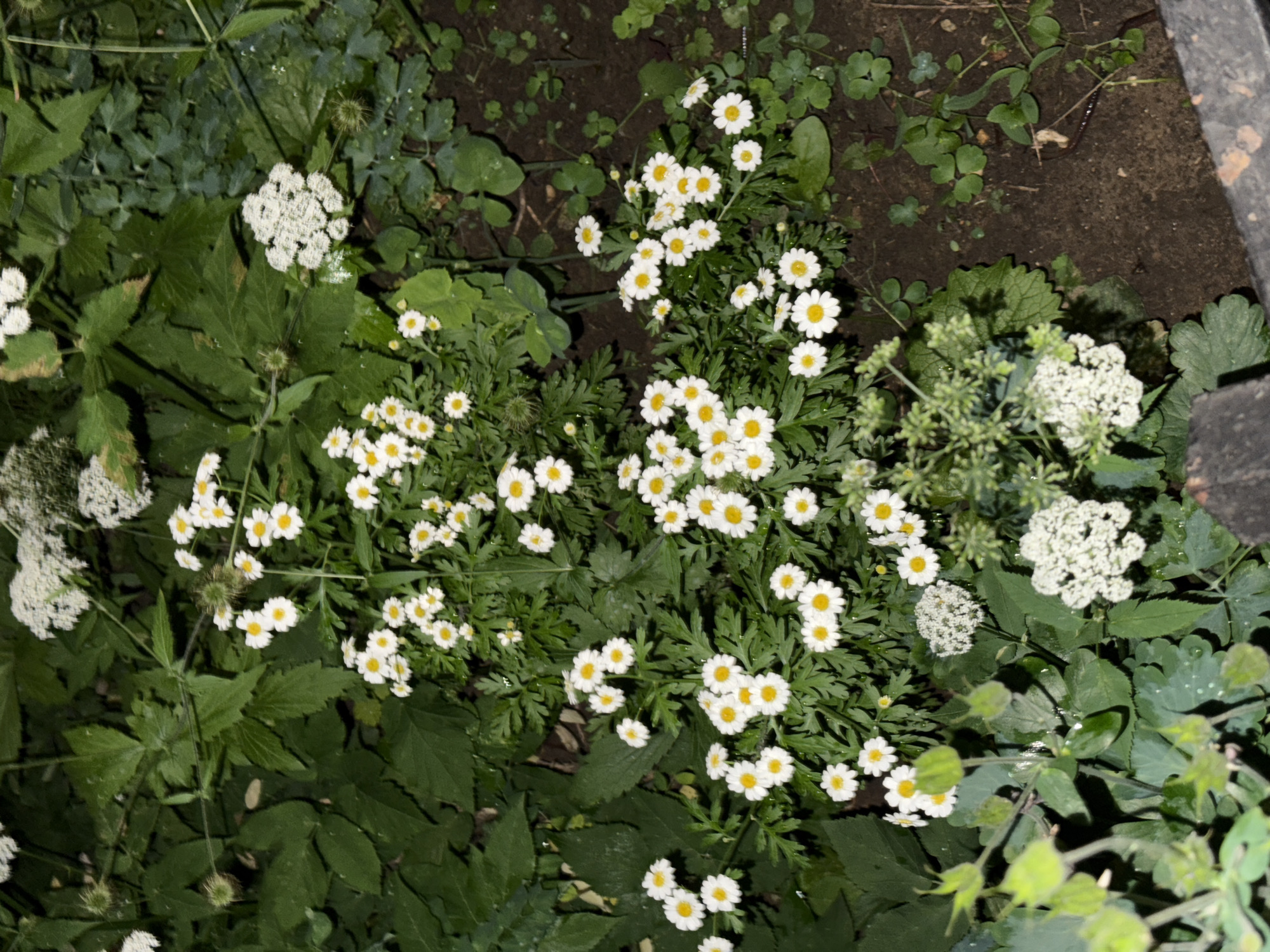 The image displays a close-up view of a densely planted garden area. The foreground is dominated by lush green foliage, including broad leaves and delicate, fern-like greenery. Several clusters of small, white flowers with yellow centers, resembling daisies or chamomile, are scattered throughout the scene. Some of these flowers are in full bloom, while others are still developing. In the background, larger white flower clusters, possibly Queen Anne's Lace, are visible. The ground beneath the plants appears to be dark soil, with some scattered leaves and small, clover-like green plants. A dark, textured object, possibly the edge of a planter or a wooden structure, is present in the lower right corner of the frame. The overall impression is one of natural growth and a slightly wild, unkempt garden. There are no people, animals, or any discernible human activity in the image. The lighting suggests it may be dusk or an overcast day.