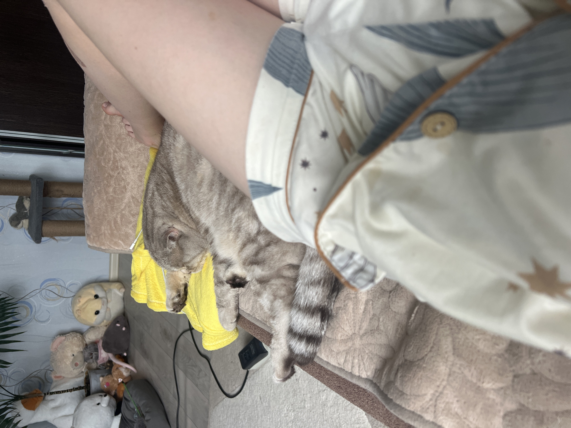 The image, taken from a high angle, shows a domestic scene from a first-person perspective. The upper half of the frame is dominated by the bare legs and part of the torso of a person, who is wearing light-colored pajamas with a pattern of gray-blue abstract shapes and brown stars. A wooden button is visible on the pajama top.
Below the person's legs, a gray tabby cat with dark stripes is resting on a bright yellow towel. The cat's head is visible, and its tail, clearly striped, extends towards the lower right. Both the person and the cat are on a soft, light brown textured blanket or quilt, likely on a bed or couch.
To the left and slightly below the cat, a collection of plush toys is arranged on the floor, including a cream-colored hamster, a gray mouse, and several teddy bears. Behind the toys, a cat scratch post can be seen, along with a portion of a green plant. The wall in the background features a subtle, light-colored patterned wallpaper. On the floor near the cat's tail, a black power adapter with accompanying cables is visible.
The scene conveys a relaxed and comfortable atmosphere. No specific text is legible on any objects within the frame. The overall setting is an indoor space, likely a bedroom or living room.