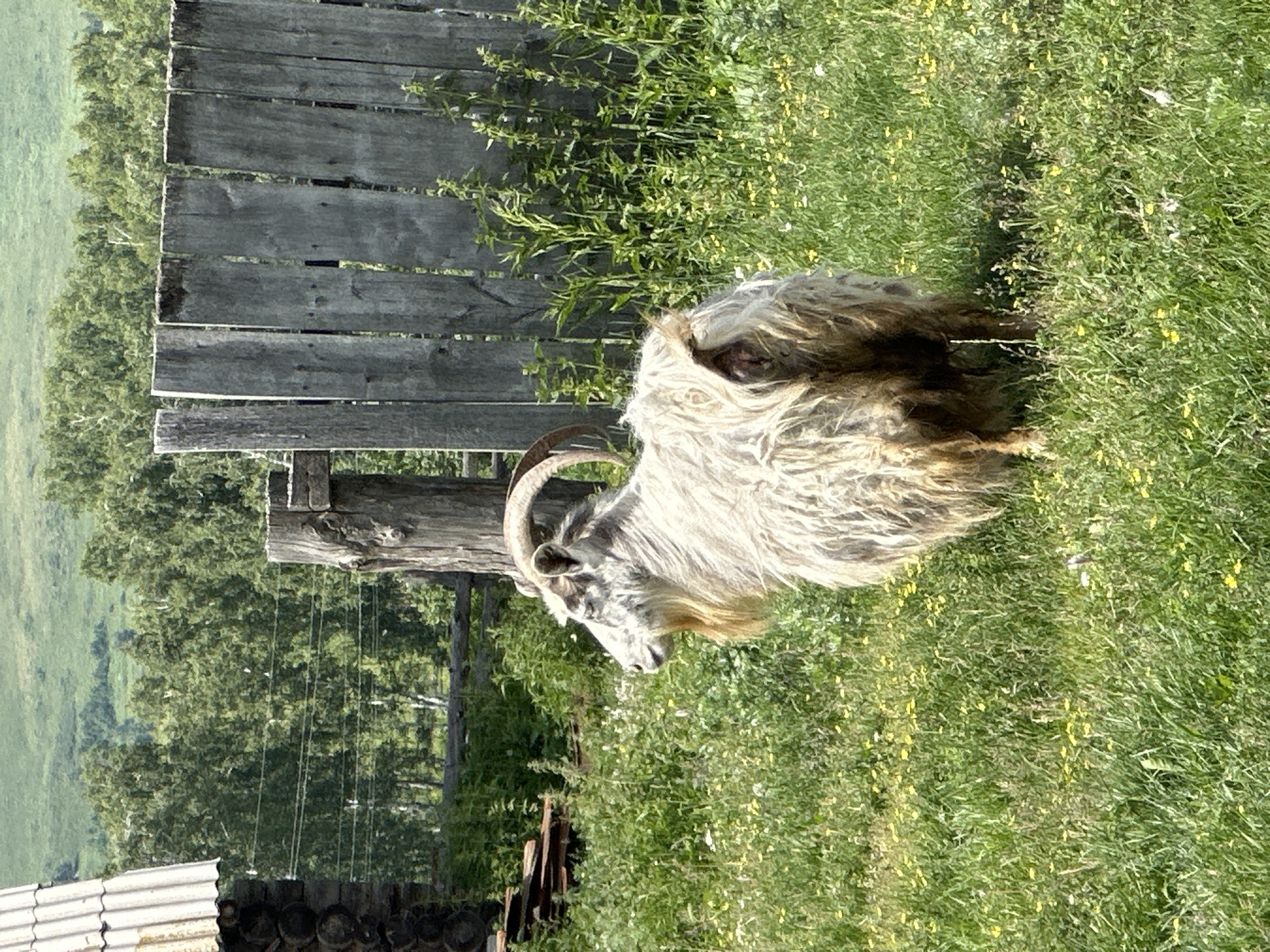A light-colored goat stands in a grassy field next to a weathered wooden fence. The goat is facing left, with its head turned slightly to the side. It has long, shaggy fur and curved horns. In the background, there is a dense forest with green trees, and beyond that, a rolling green hill. To the left of the goat, a portion of a rustic wooden structure with a corrugated roof is visible, as well as a pile of wooden planks. The field is dotted with small yellow flowers and other green vegetation. The scene appears to be a rural or natural setting.