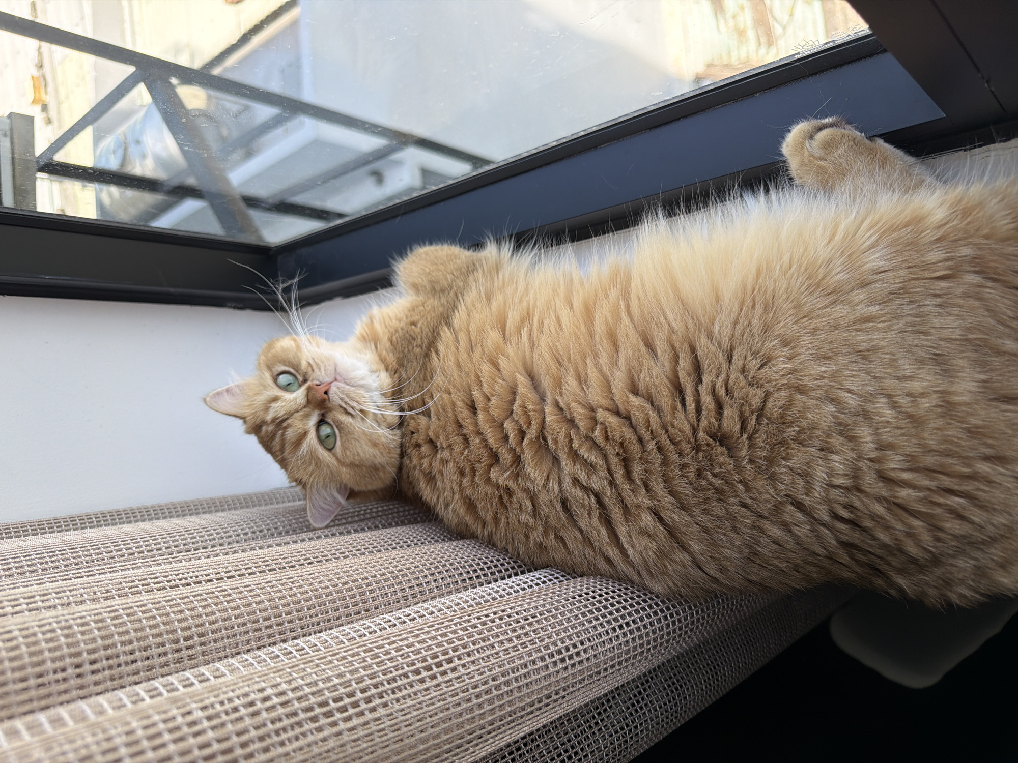 A tan cat with green eyes is lying on a beige, textured surface near a window. The window has a black frame and reflects an exterior scene. The cat is positioned with its head upside down and paws extended. The location is not discernible from the provided image.