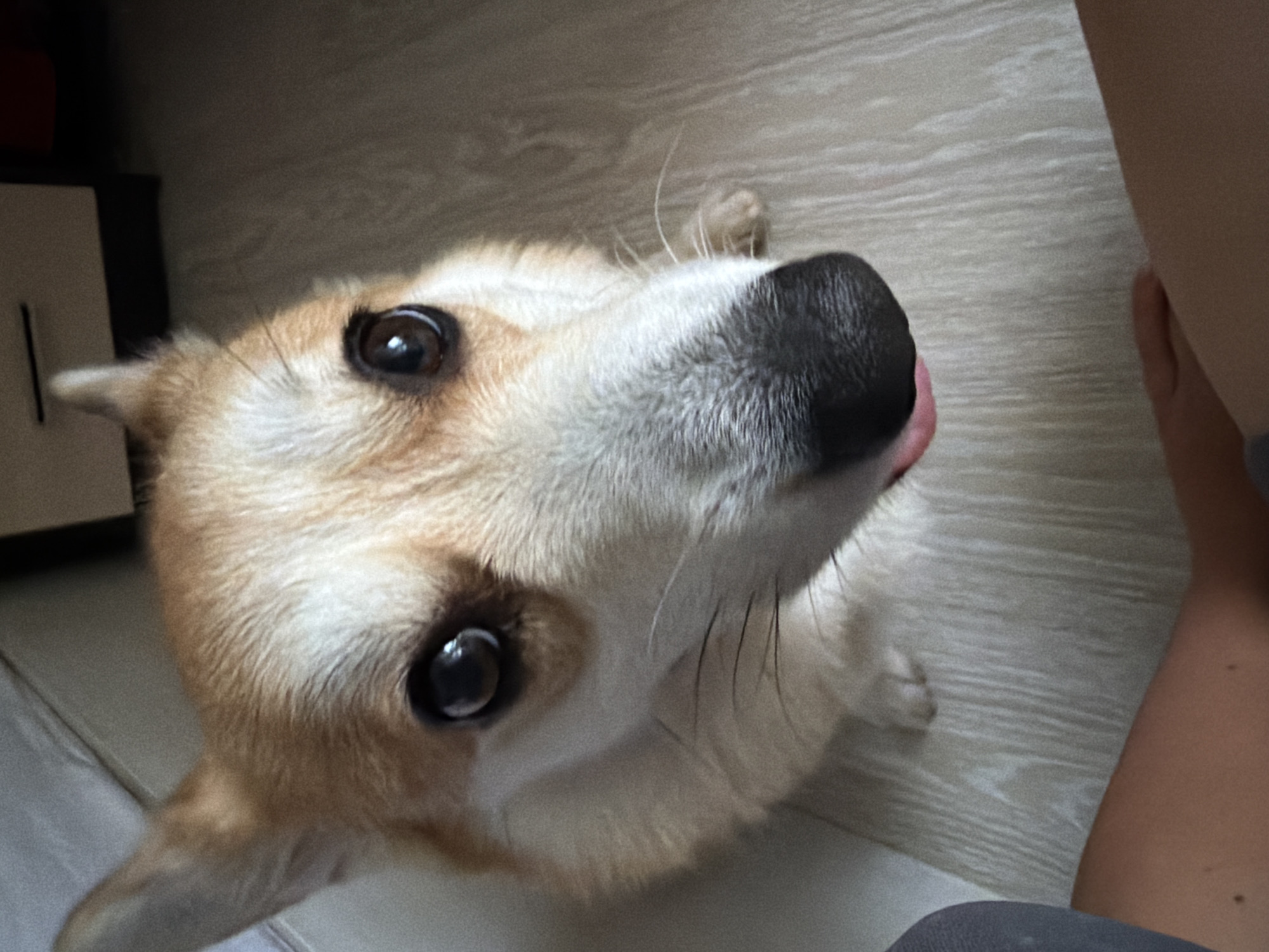 A corgi dog with light brown and white fur is looking up at the camera from a low angle. The dog has large, dark eyes and a black nose. Its tongue is slightly out of its mouth. The dog is on a light-colored wooden floor. In the foreground, parts of two human legs are visible, suggesting someone is sitting or kneeling. The background shows a portion of a white surface and a dark object. The lighting is natural and appears to be from overhead. The image was taken indoors, likely in a residential setting. The location is unspecified, but the description notes it is from Chaikovsky, Russia.