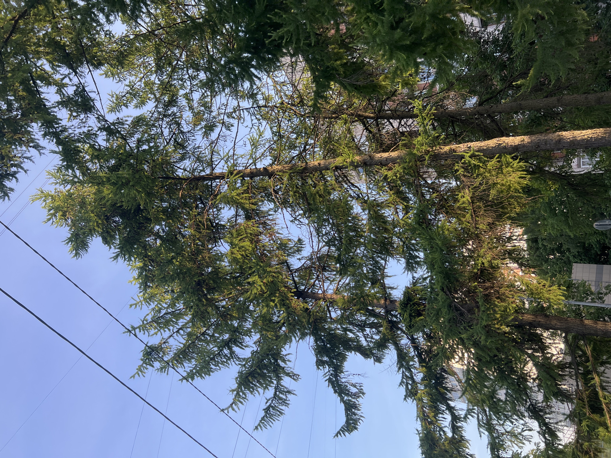 This is a medium-angle, low-light shot of several tall, mature larch trees with green needles, set against a clear blue sky. Power lines are visible in the upper portion of the image, strung diagonally across the frame. In the background, through the branches of the trees, parts of buildings are discernible. The buildings appear to be multi-story, with a mix of brick and concrete elements, and some windows are visible. The overall impression is of an urban setting in Saint Petersburg, Russia, where nature (the trees) is interspersed with man-made structures and infrastructure. The lighting suggests it is either early morning or late afternoon, with sunlight filtering through the branches and illuminating parts of the trees. There are no people or animals visible in the image.