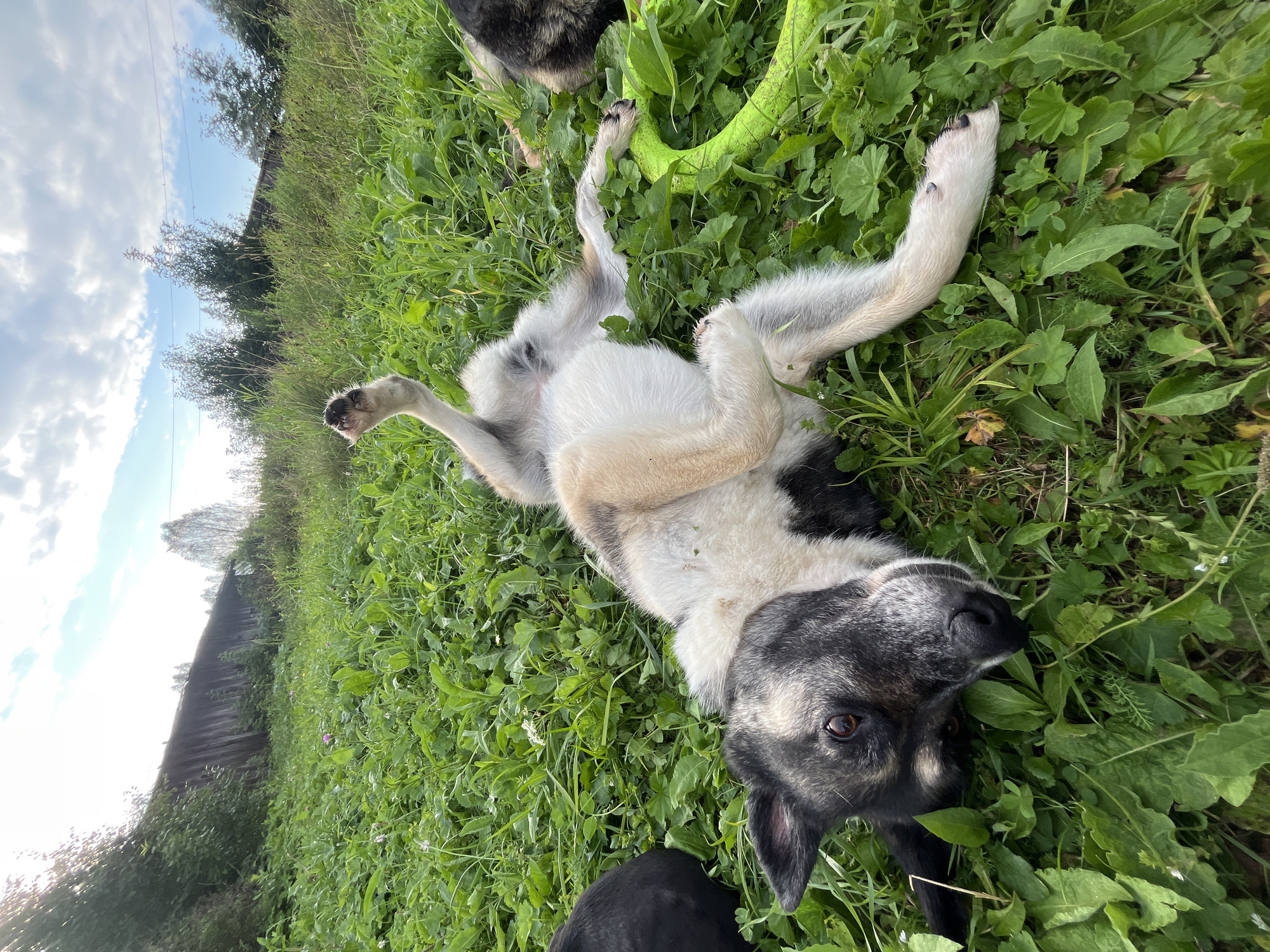 A medium-sized dog with black and tan fur is lying on its back in lush green grass. Its paws are in the air, and its head is turned towards the camera, with its eyes open. A bright green dog toy is partially visible on the right side of the frame. In the background, there is a rustic wooden structure and a line of trees under a cloudy sky. The image appears to have been taken outdoors on a bright day. This scene is unlikely to be in Nizhny Tagil, Russia, as there are no recognizable landmarks to suggest this location.