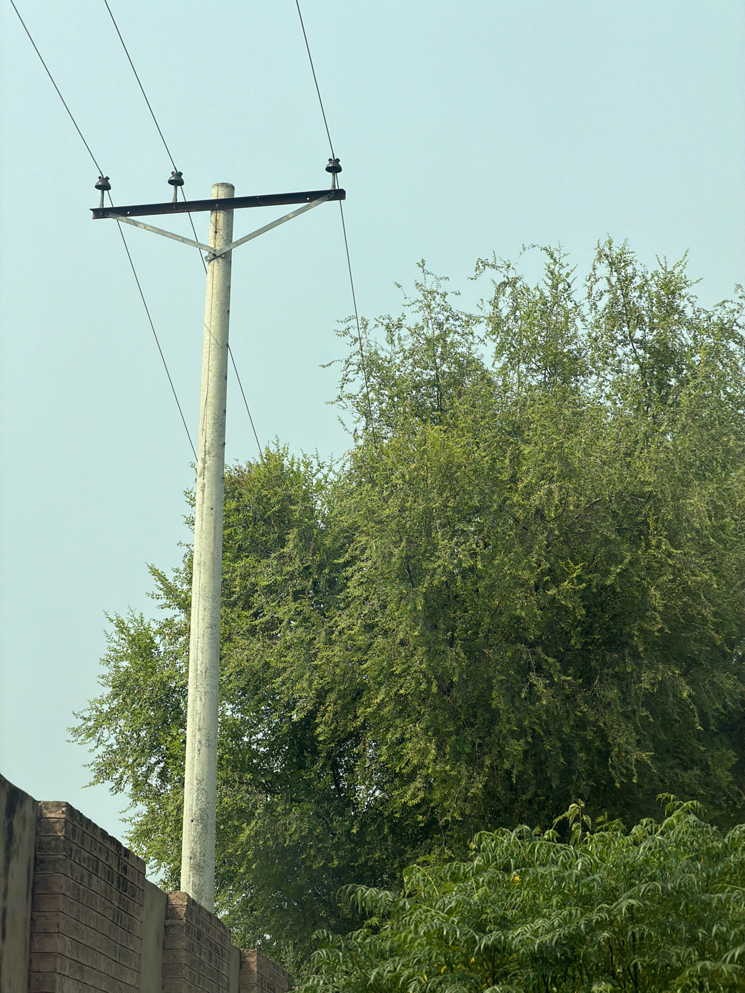 A close-up, eye-level shot captures a telephone pole with three wires extending horizontally from its top crossbar, each wire supported by ceramic insulators. The pole is made of concrete and is positioned to the left of a dense, green tree that fills the right half of the frame. The sky above is a pale blue with a slight haze. In the foreground, a portion of a brick wall is visible on the left side of the image, with a concrete-topped edge. The overall scene suggests an outdoor environment, possibly a roadside or rural area, in the city of Jal Fatehsher Waali, Pakistan.