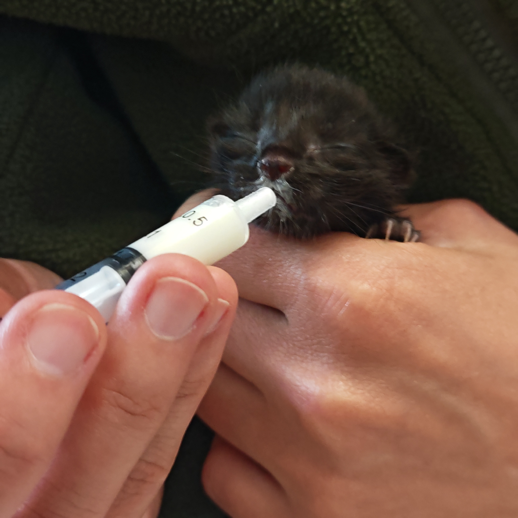A close-up, eye-level shot captures a tender moment of a tiny, black kitten being syringe-fed by human hands. The kitten, which appears to be very young with its eyes closed, is nestled against a dark green, textured fabric, likely a blanket or clothing. Its small, dark fur is visible, and white milk residue can be seen around its nose and mouth as it takes liquid from the syringe. One of its delicate, tiny paws with visible claws gently rests on the human hand cradling it.
Two hands are prominent in the foreground, holding the kitten and the feeding device. The skin tone is light, and fingernails are clean. One hand holds the kitten's head steady, while the other manipulates a white and clear plastic syringe. The syringe contains a white liquid, presumably milk replacer, and black volume markings are visible, including "0.5" and "1" (likely indicating milliliters). The person's thumb is positioned on the plunger, controlling the flow of liquid.
The background is softly blurred, showing only the dark green fabric, suggesting an indoor and cozy setting. The lighting is soft, highlighting the central action. The scene evokes a feeling of care and nurturing towards the vulnerable kitten. The location context provided is городское поселение Щелкино, Ukraine.