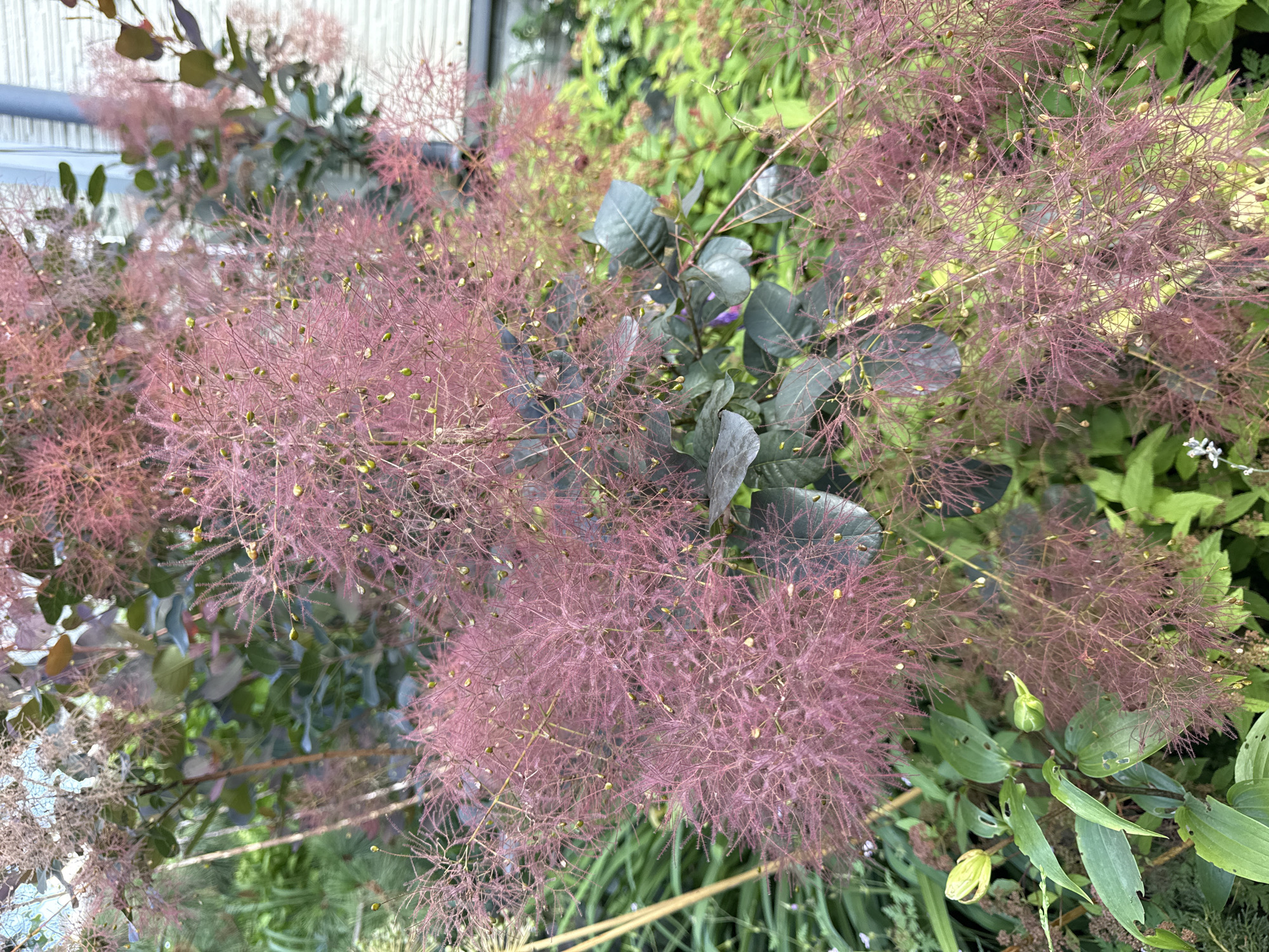 The image shows a close-up view of a smoke bush plant with its characteristic feathery, purplish-pink blooms. The plant has dark green leaves and is surrounded by other greenery, including some lighter green foliage in the background. A hint of a building with a pale, striped facade is visible on the right edge of the frame, suggesting an outdoor urban or suburban setting. No people are present in the image. The overall scene is natural and verdant, with the prominent smoke bush bloom taking center stage. The location is identified as Залесье Снт, Russia.