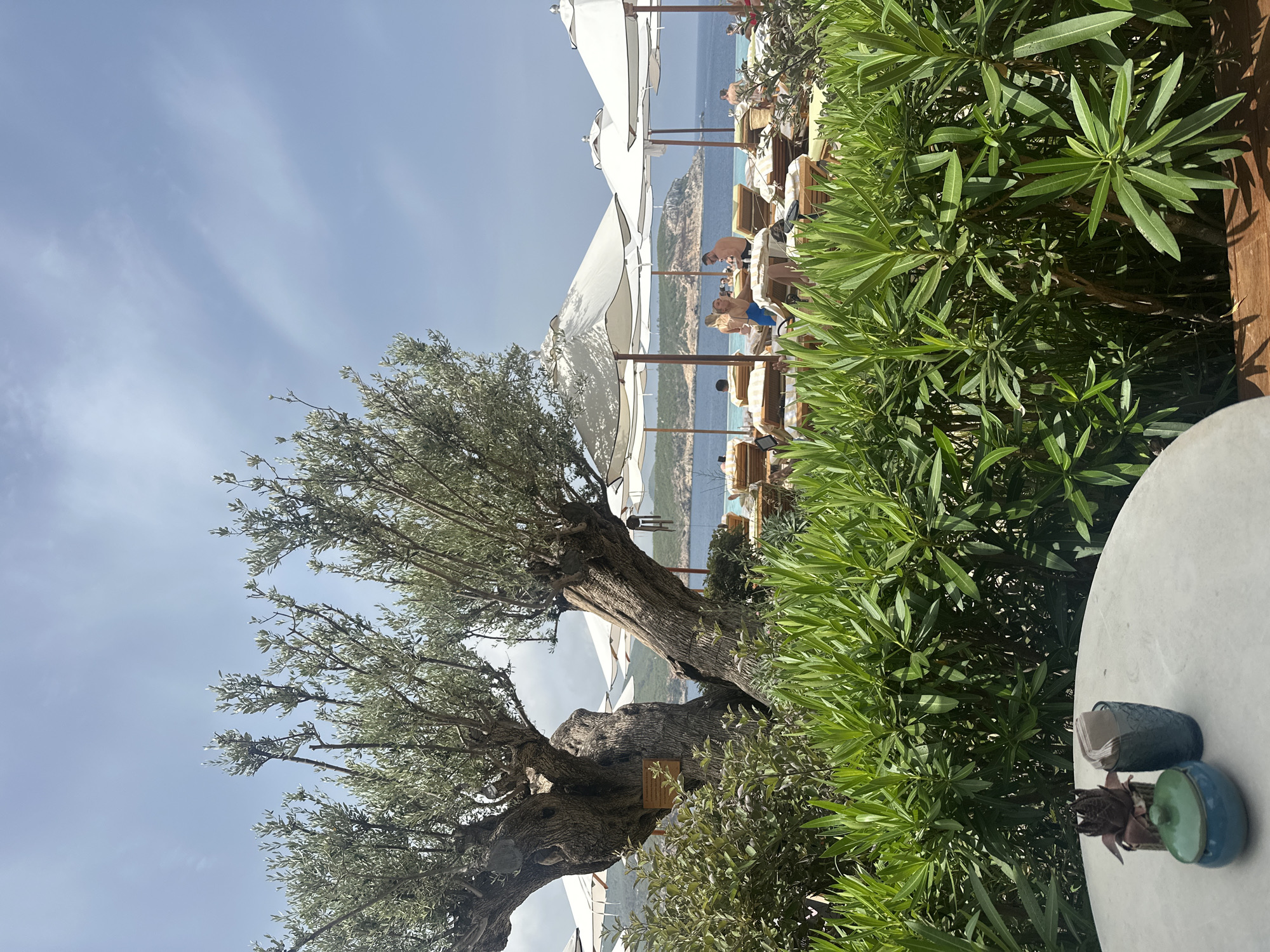 In a sun-drenched outdoor setting, two large, gnarled olive trees dominate the foreground, their branches reaching towards a clear blue sky dotted with wispy clouds. Lush green foliage forms a dense hedge in front of the trees. Beyond the trees, a row of white umbrellas shades lounge chairs on a wooden deck, where several individuals are seated, some appearing to be talking and relaxing. The backdrop features a tranquil blue sea meeting a distant, hilly coastline. In the lower left corner, a round, light-colored table holds a small decorative object and a blue glass with napkins. The scene evokes a sense of leisure and a Mediterranean ambiance, likely at a resort or waterfront establishment.