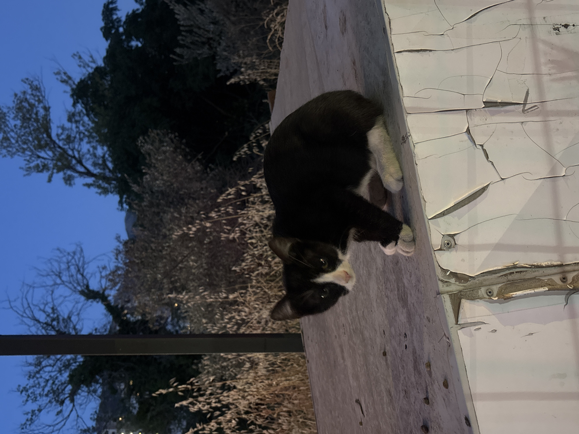 A black and white kitten is crouching on a textured surface, its body mostly black with white paws and a white chest and face. The kitten is looking directly at the camera with wide eyes. The surface it is on is cracked and peeling, with visible screws and seams. In the background, dry vegetation and dark trees are silhouetted against a deep blue twilight sky. A dark vertical pole is visible to the left of the kitten. The setting appears to be outdoors, possibly in an urban fringe area. The location is identified as Boreti, Montenegro.