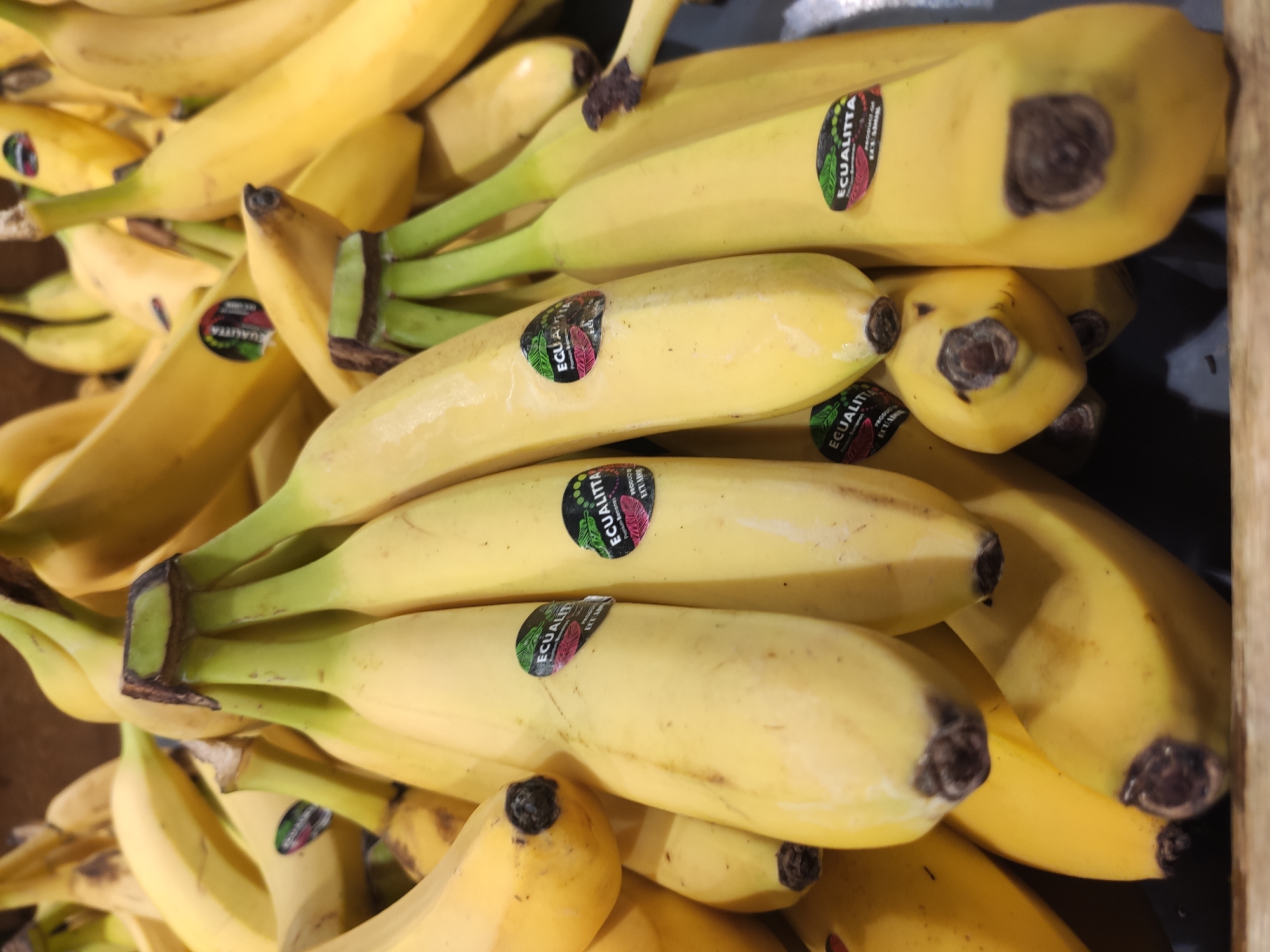 A close-up, overhead shot shows a bunch of ripe yellow bananas in a market stall. Several of the bananas have black stickers with green and red text that reads "ECUALITTA". The bananas are mostly whole, with some showing slight brown spots. The background is blurred but appears to be a market setting with more produce visible. The scene is lit with artificial light. The image does not contain enough information to determine its location in Tashkent, Uzbekistan.