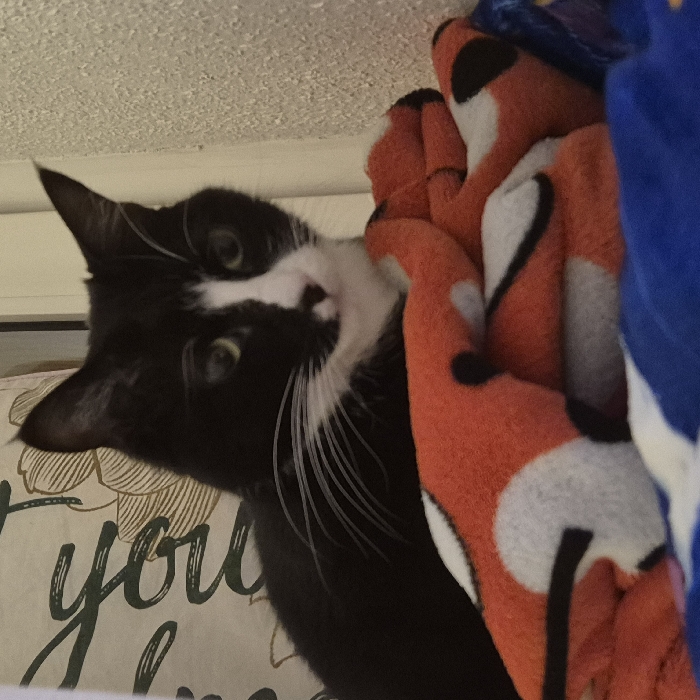 A black and white tuxedo cat is depicted in an indoor domestic setting. The cat's head and upper torso are visible, with greenish-yellow eyes directed forward. Its fur is predominantly black, featuring a white muzzle, chest marking, and prominent white whiskers. The cat is positioned above layered textiles. In the immediate foreground, an orange fleece blanket or plush item is visible, patterned with stylized white ovals and black outlines resembling fox faces. Beneath this orange item, a blue textile with a partial white pattern is present. The background to the left features a light-colored pillow or cushion with a dark green cursive script and a subtle floral motif. To the right, a light-colored wall with a visible texture is present. No human subjects or interactions are depicted. The visual content of the image does not provide any specific identifiers to confirm its location within the city of Strasbourg, France.