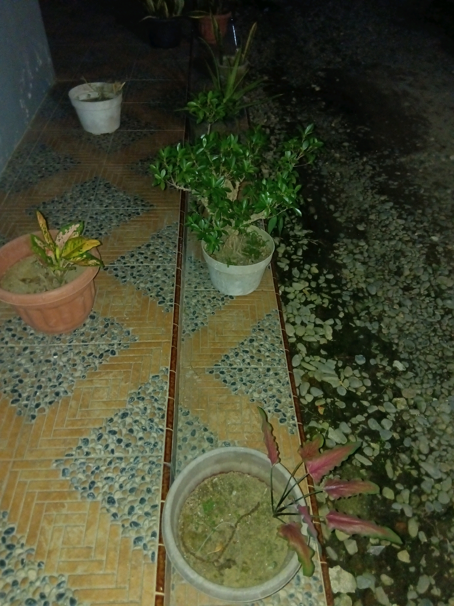 In Suka Raya, Indonesia, a nighttime scene unfolds on an outdoor tiled patio. The tiles are a mosaic of brown rectangular shapes interspersed with dark and light grey pebbles. To the left, a white pot contains dry soil with a sparse, green plant. Further down, a terracotta pot holds a plant with variegated green and pink leaves. Adjacent to this, a larger white pot contains a plant with elongated, reddish-pink leaves. In the background, a small green tree is planted in a white pot. The area to the right of the patio is covered in grey and dark grey pebbles, suggesting an outdoor area or garden. The lighting is dim, indicating it is nighttime.