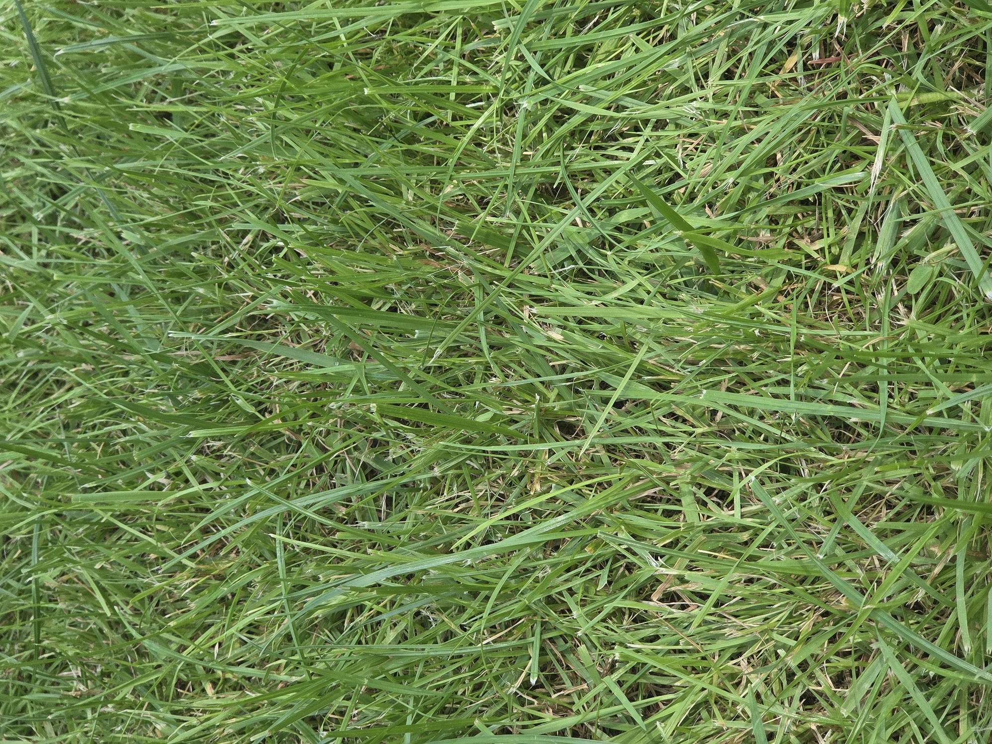 A close-up, overhead view of a patch of green grass, likely a lawn. The blades are a vibrant green, with some appearing slightly dry or brown at the tips. The grass is relatively dense and appears to have been recently mowed, judging by the uniformity of the blade lengths, though some longer blades are also visible. The texture is soft and somewhat uneven due to the varying heights and directions of the grass blades. There are no discernible objects or subjects within the frame, only the natural vegetation. The scene is devoid of any signs of human activity or specific landmarks, giving it a generic outdoor feel. Given the location of Восход Снт (фролово), Russia, this scene likely represents a typical residential or communal green space in that area.