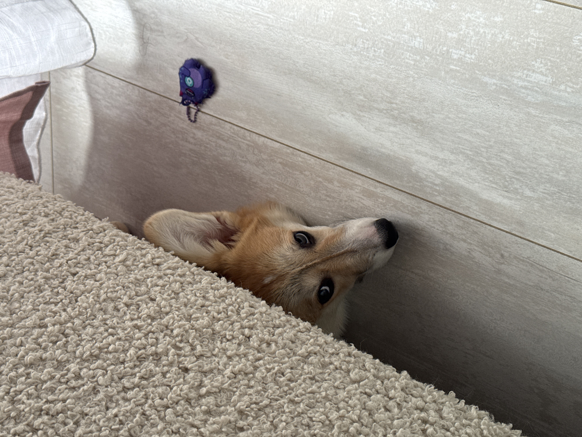 The scene, located in Chaikovsky, Russia, depicts a partially visible Pembroke Welsh Corgi dog peeking from beneath a light beige, shaggy-textured carpet or rug. The dog's head, featuring tan and white fur, dark eyes, and a black nose, is angled upward, looking towards the viewer from the lower-left quadrant of the frame. To the right of the dog, a light-colored, distressed wood-look laminate or tile floor extends across the remainder of the image. A small, purple, plush object resembling a toy or keychain, with light blue/green accents and a metal chain, rests on this floor in the middle-right. In the upper-right background, a portion of a white, sheer curtain and a darker, possibly pinkish-brown fabric are visible. The area is illuminated by natural light, casting subtle shadows on the floor. No other individuals or animals are present.