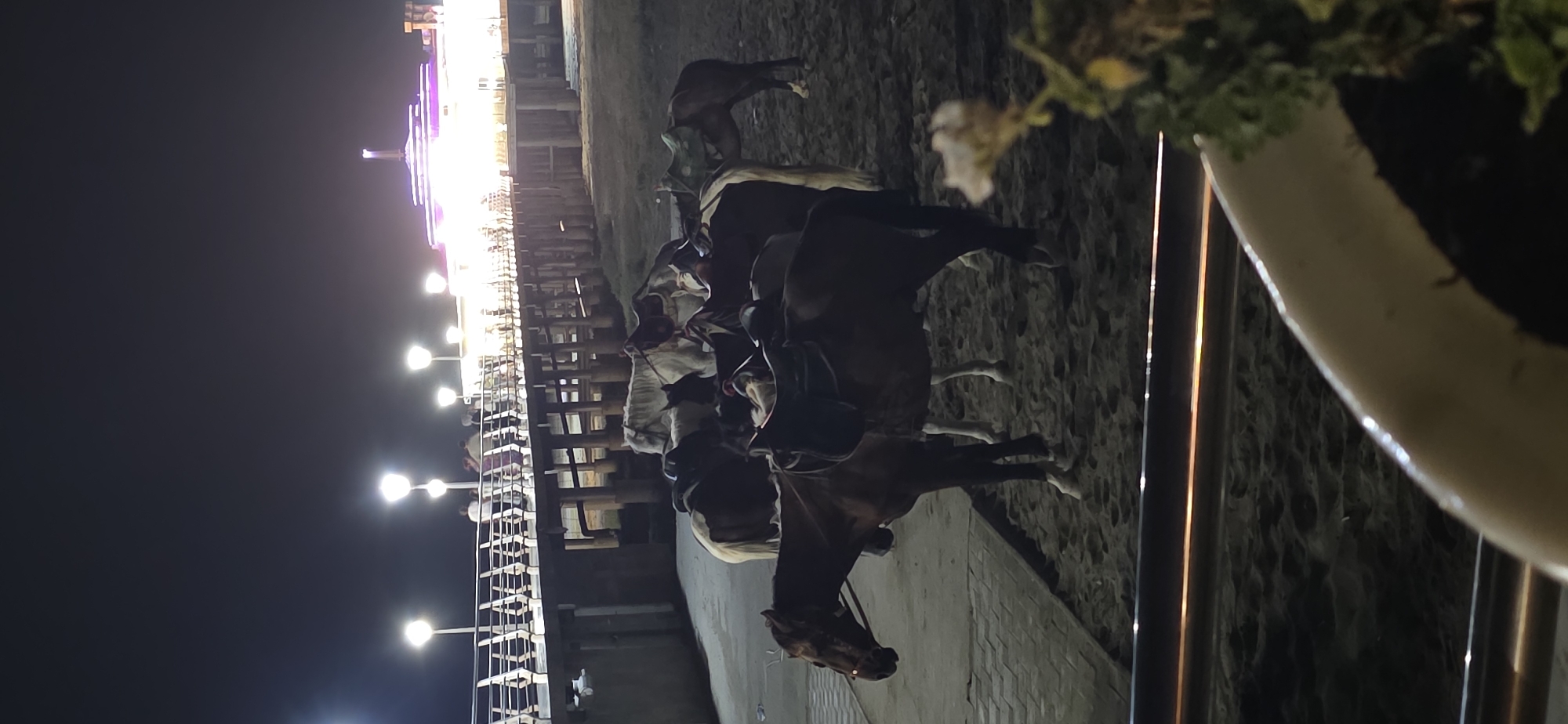 In Sumgayit, Azerbaijan, at night, a group of saddled horses are standing on a sandy area near a pier. The pier, illuminated by streetlights and building lights, extends into the distance. Several people are visible on the pier, some appearing to be walking. The horses are mostly facing away from the viewer, with their saddles prominently displayed. The foreground shows a blurry view of what appears to be a railing and some greenery, suggesting the image was taken from a vantage point overlooking the scene. The overall lighting is dim, with artificial lights providing the primary illumination.