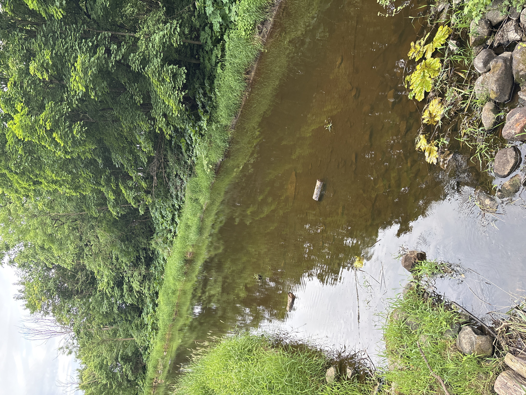 The image shows a narrow river with brown water flowing through a densely wooded area. The riverbanks are lined with tall green grass and large, broad-leafed plants. Several pieces of driftwood are visible in the water. The trees on the bank are lush and green, with a thick canopy. The sky is overcast. The scene appears to be a natural environment, likely a park or a nature reserve. There are no people or animals visible in the image. The location in the city of Gorki, Russia is not specified in the image itself, but the image depicts a serene natural landscape with a river and abundant greenery.