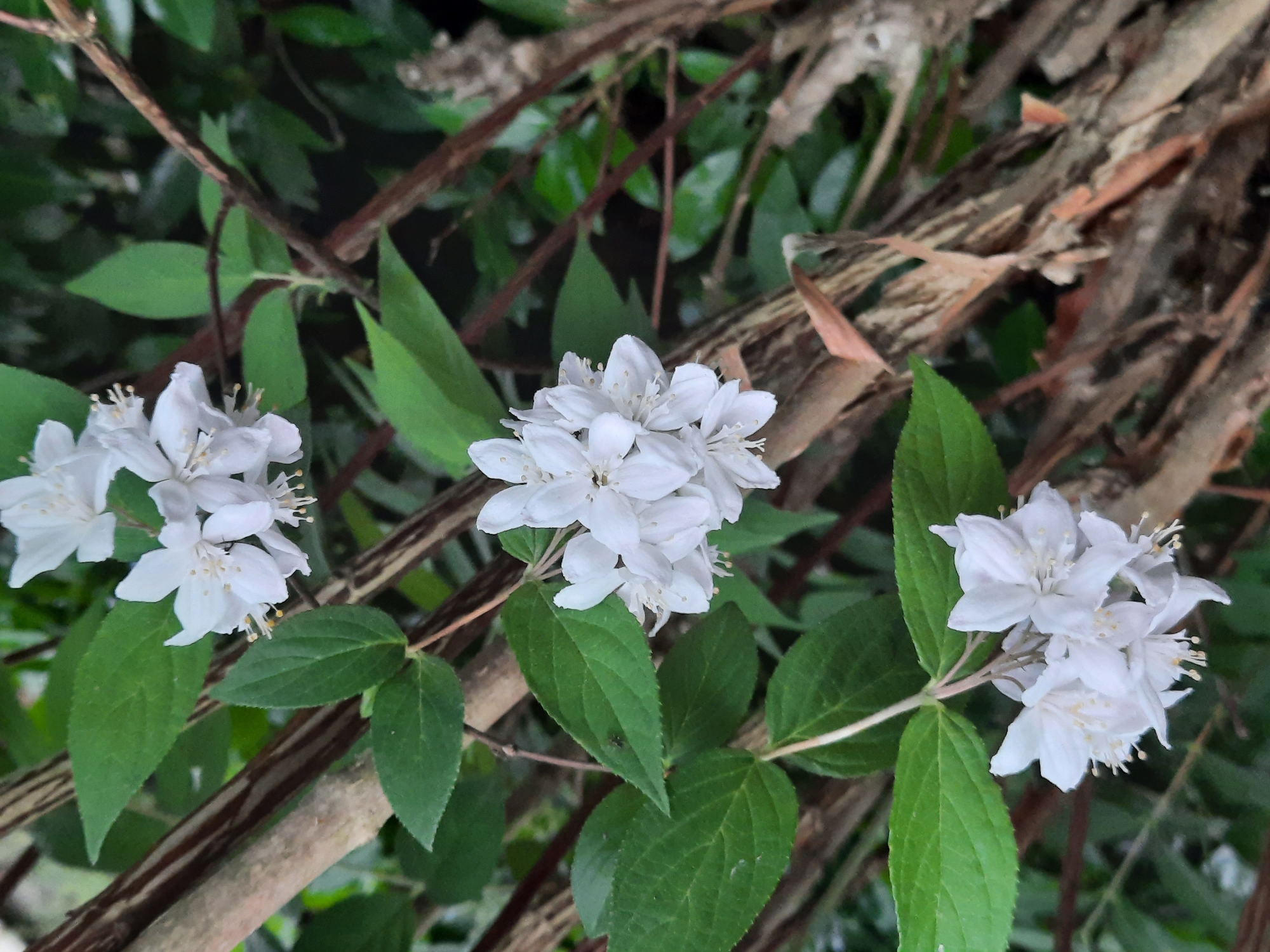 This is a close-up, vertical, eye-level shot of white flowers blooming on a shrub, possibly in a garden in Rosenheim, Germany. The flowers are small, star-shaped, with five petals each, and appear in clusters. They have delicate yellow stamens. The leaves are green and ovate. The branches of the shrub are visible, with a textured, brown, peeling bark. The background is blurred, with more green foliage and dark shadows, suggesting an outdoor, natural setting. There are no people or animals visible in the image.