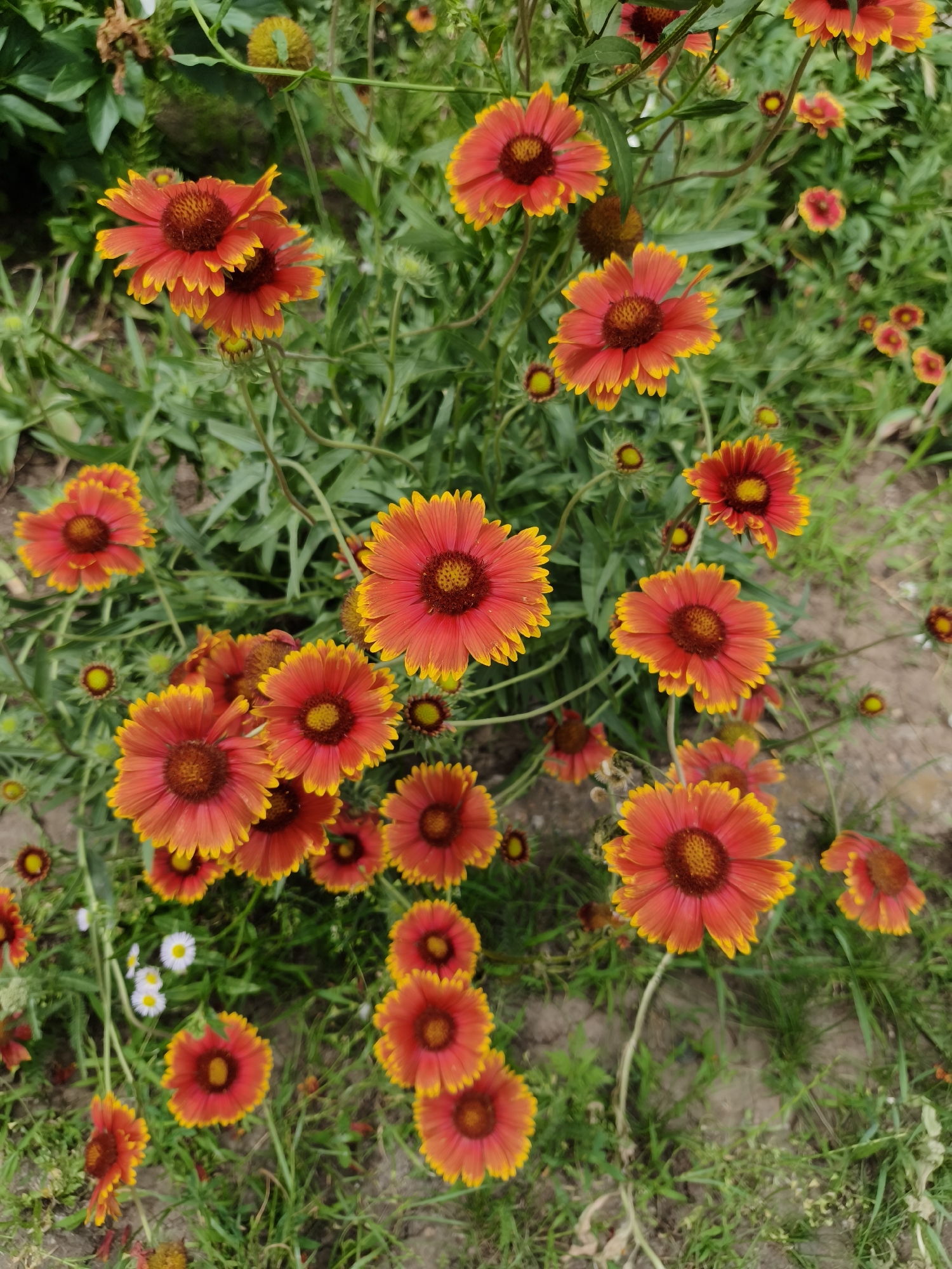 A high-angle, full shot displays a cluster of vibrant red and yellow flowers in a garden setting. The flowers, appearing to be Gaillardia, are in various stages of bloom, with some fully open and others in bud. Their petals are fiery red with bright yellow tips, and the centers are a dark reddish-brown. Green foliage surrounds the blooms, with some patches of dry earth and scattered smaller white flowers visible. The background is softly blurred, suggesting an outdoor environment typical of a residential garden or park in Kryvyi Rih, Ukraine. There are no people or animals present in the frame.