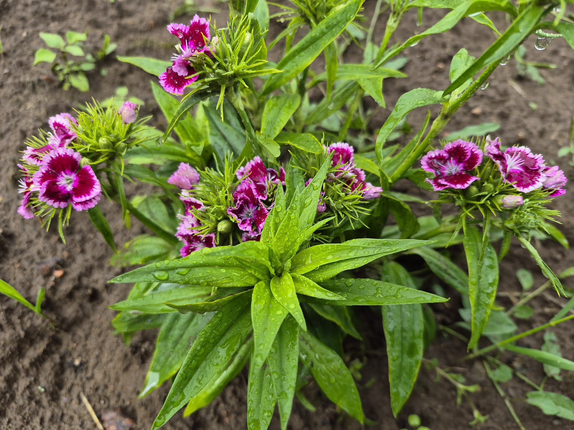 In Gardamas, Lithuania, a close-up, high-angle shot captures a cluster of vibrant pink and deep magenta flowers with serrated petals, glistening with water droplets. The flowers, possibly Dianthus barbatus or Sweet William, are nestled amongst lush, green foliage also speckled with raindrops. The surrounding environment is rich, dark soil, with a few out-of-focus green sprouts and dry leaves visible in the background, suggesting a garden or natural outdoor setting after a rainfall.