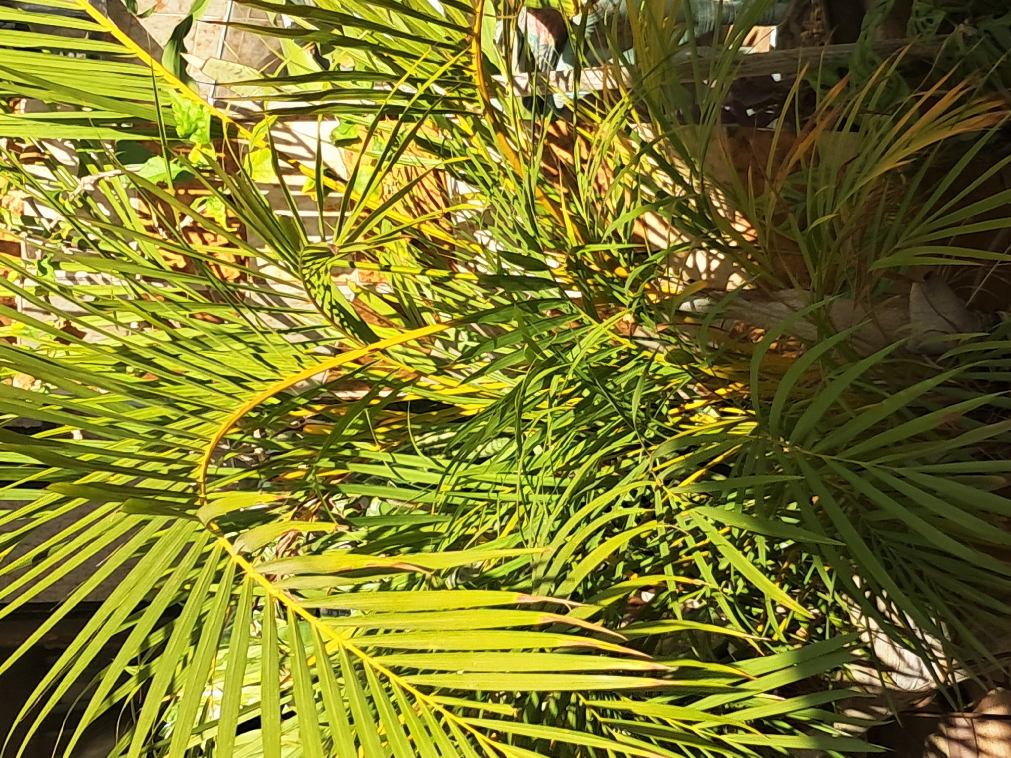 The image shows a close-up view of a plant with long, green leaves, possibly a palm tree. Some of the leaves have yellowing tips. The plant appears to be growing outdoors, with some ground cover and possibly a wall or fence visible in the background. The location is identified as Juan Griego, Venezuela.