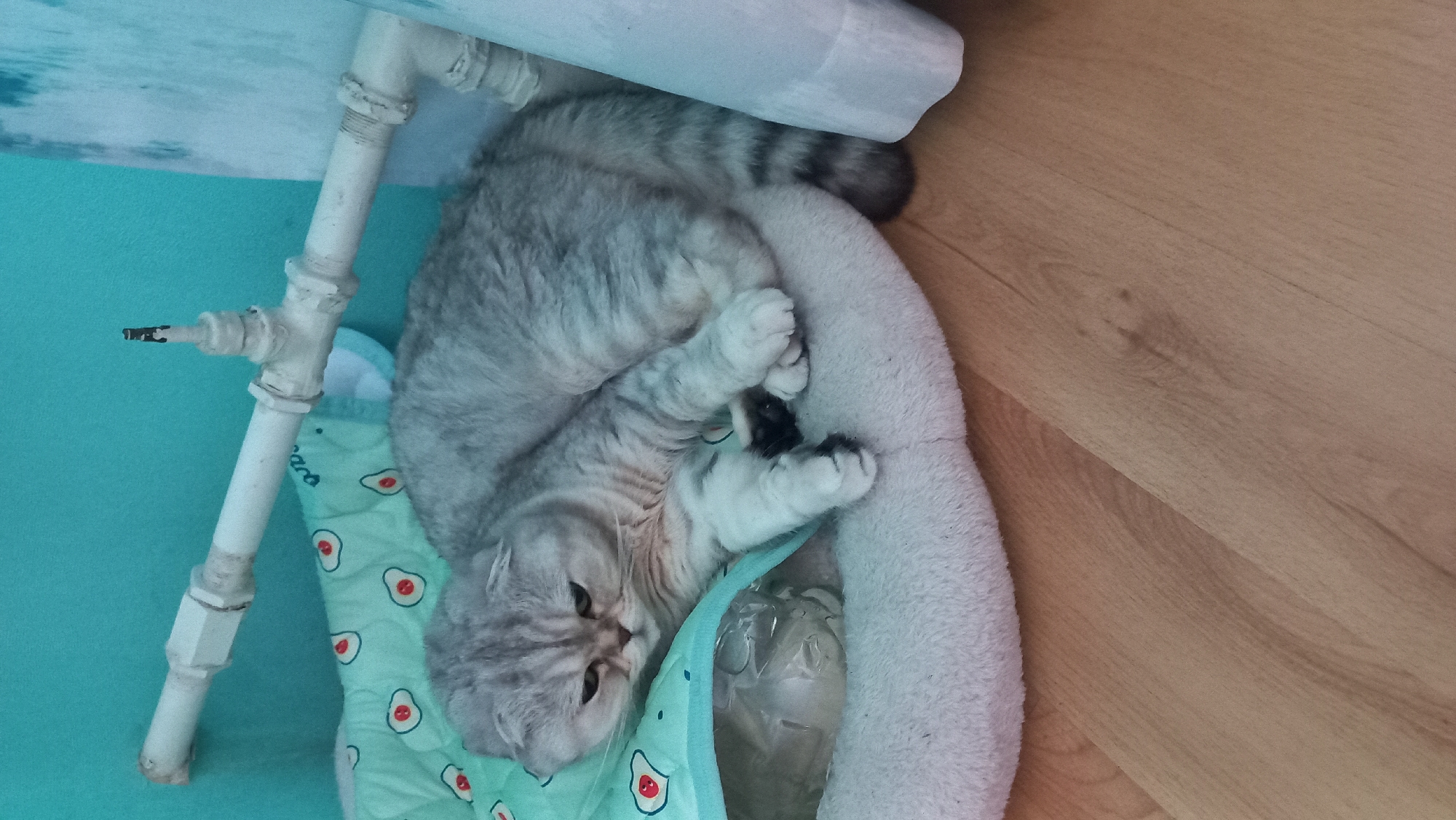 A gray tabby cat is curled up in a cushioned cat bed, nestled in the corner of a room. The cat bed is partially on a light-colored wooden floor and partially on a turquoise-colored surface. The cat is positioned near white pipes and a turquoise patterned cloth. The cat's paws are visible, with black pads. There is a clear plastic object in the bed near the cat. The image was taken inside, with the location specified as Kremenchuk, Ukraine.