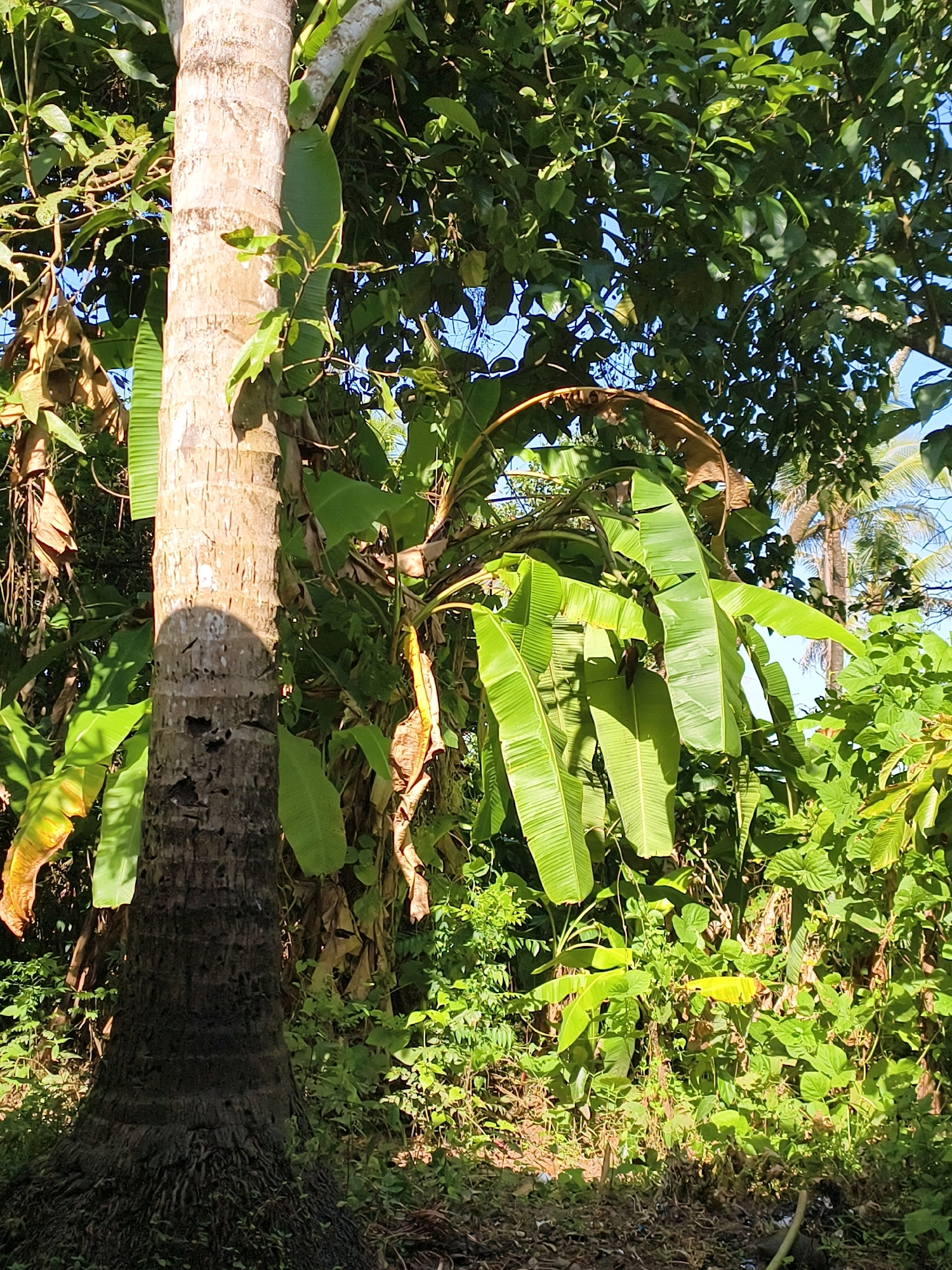 This image captures a sunlit jungle scene in Vellangallur, India. A prominent, textured tree trunk stands in the foreground, partially obscured by lush green foliage. Large, vibrant banana leaves fan out from the middle ground, some appearing healthy and bright green, while others show signs of browning and decay. The background is a dense tapestry of trees and vegetation, with hints of palm trees visible further back, suggesting a tropical environment. The ground is covered in dry leaves and sparse vegetation. The lighting indicates a bright, sunny day, with strong shadows cast on the tree trunk. No people or animals are visible in the scene.