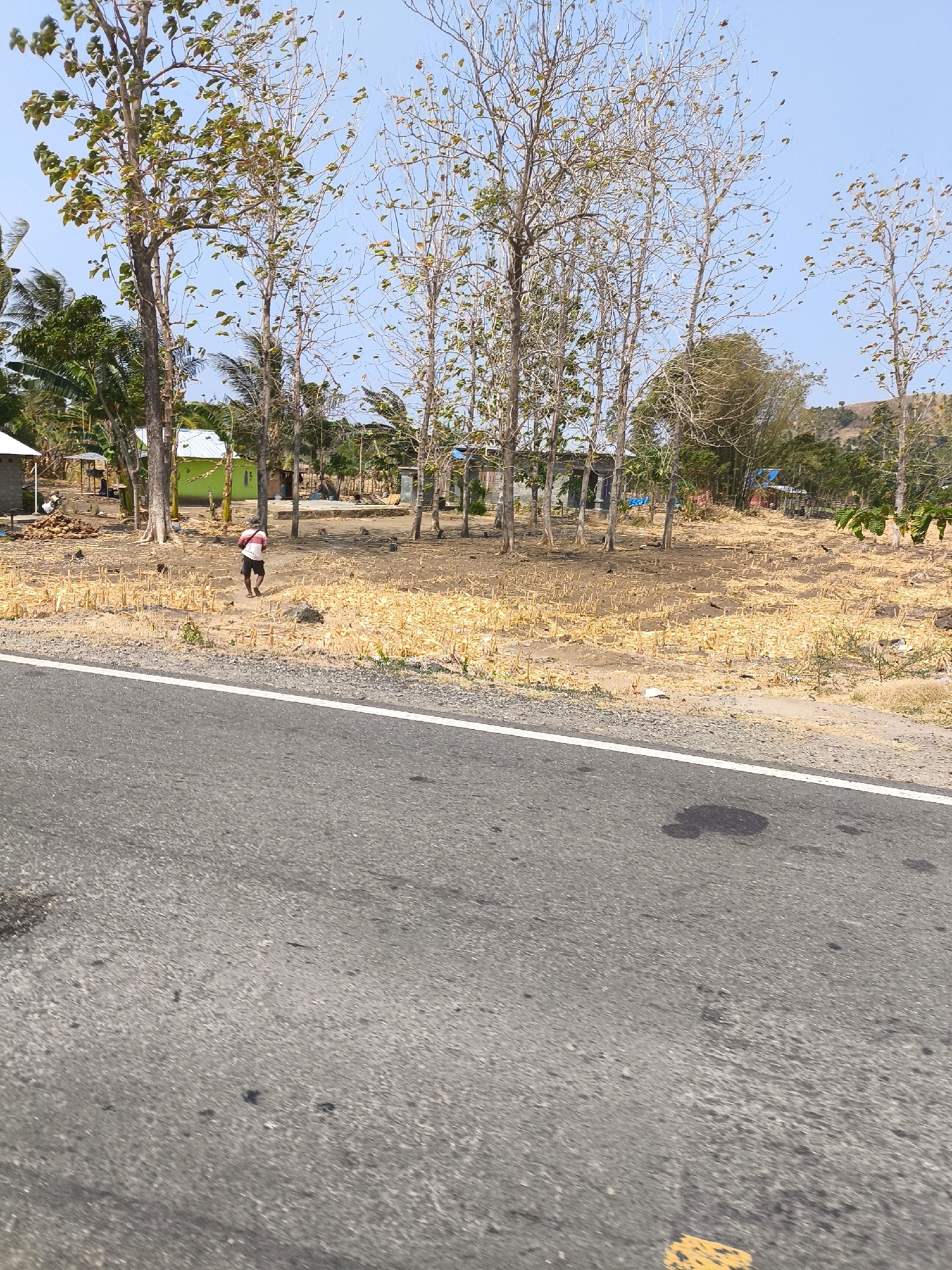 In Unknown, Indonesia, a lone individual walks through a dry, parched field of stubble. The ground is a mixture of dry earth and yellowed crop residue, indicating a harvest has recently taken place. Several tall, bare-branched trees punctuate the landscape, their slender trunks reaching towards a clear, bright blue sky. In the background, a few simple structures, including a small, lime-green building, are visible amidst more trees and vegetation. A paved road with a white line marking its edge occupies the foreground, with dark, irregular marks on its surface. The overall impression is one of a rural, possibly arid, environment under a sunny sky.