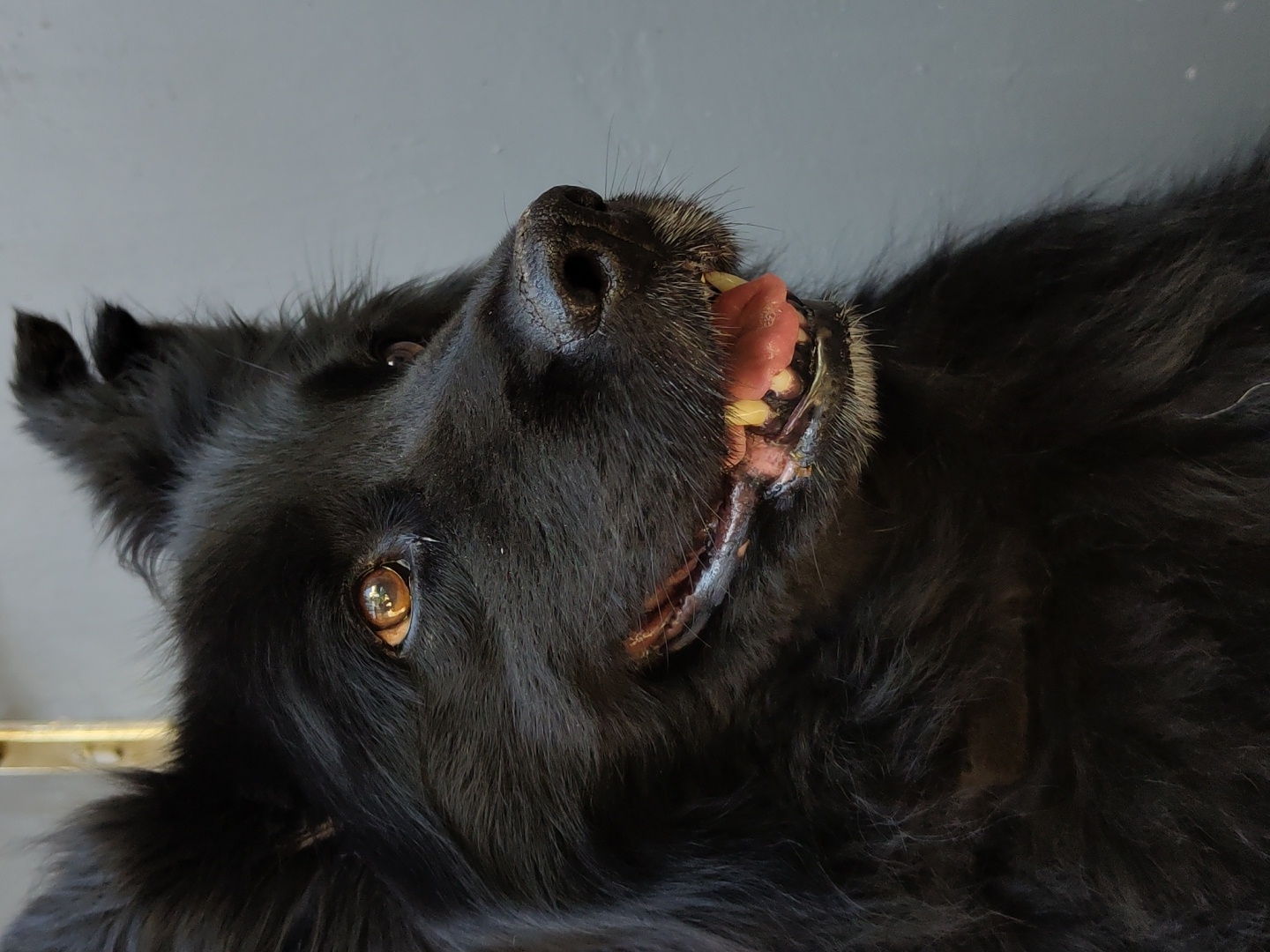 A close-up, slightly off-center, upward-facing view shows a black dog. The dog's head and upper body fill the frame. Its nose is prominent, wet, and black. The dog's mouth is slightly open, revealing its pink tongue and teeth. The dog's eyes are visible and appear brown. The dog's fur is long and black. The background is a solid, light grey color.