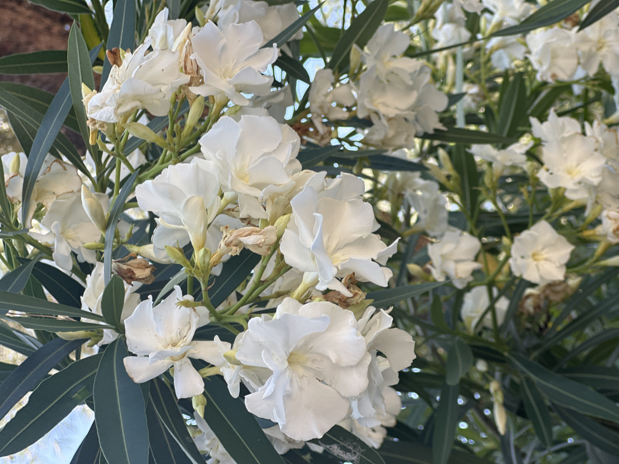 The image shows a close-up view of a cluster of white oleander flowers and dark green leaves. The flowers are in various stages of bloom, with some fully open and others still budding. The petals are delicate and slightly ruffled, with a soft texture. The leaves are long and narrow, typical of oleander plants.
The setting appears to be outdoors, likely in a garden or natural landscape, given the presence of flowers and foliage. The lighting suggests it is daytime, with sunlight filtering through the leaves and illuminating the white flowers. There are hints of a blurred background, possibly indicating other greenery or structures in the distance. The overall mood is serene and natural.
There are no people or specific objects besides the plants visible in the image. No text is present. The location context provided is Budva, Montenegro, which suggests the photo was taken in that region. The image captures the beauty of blooming oleander, a common sight in Mediterranean climates.