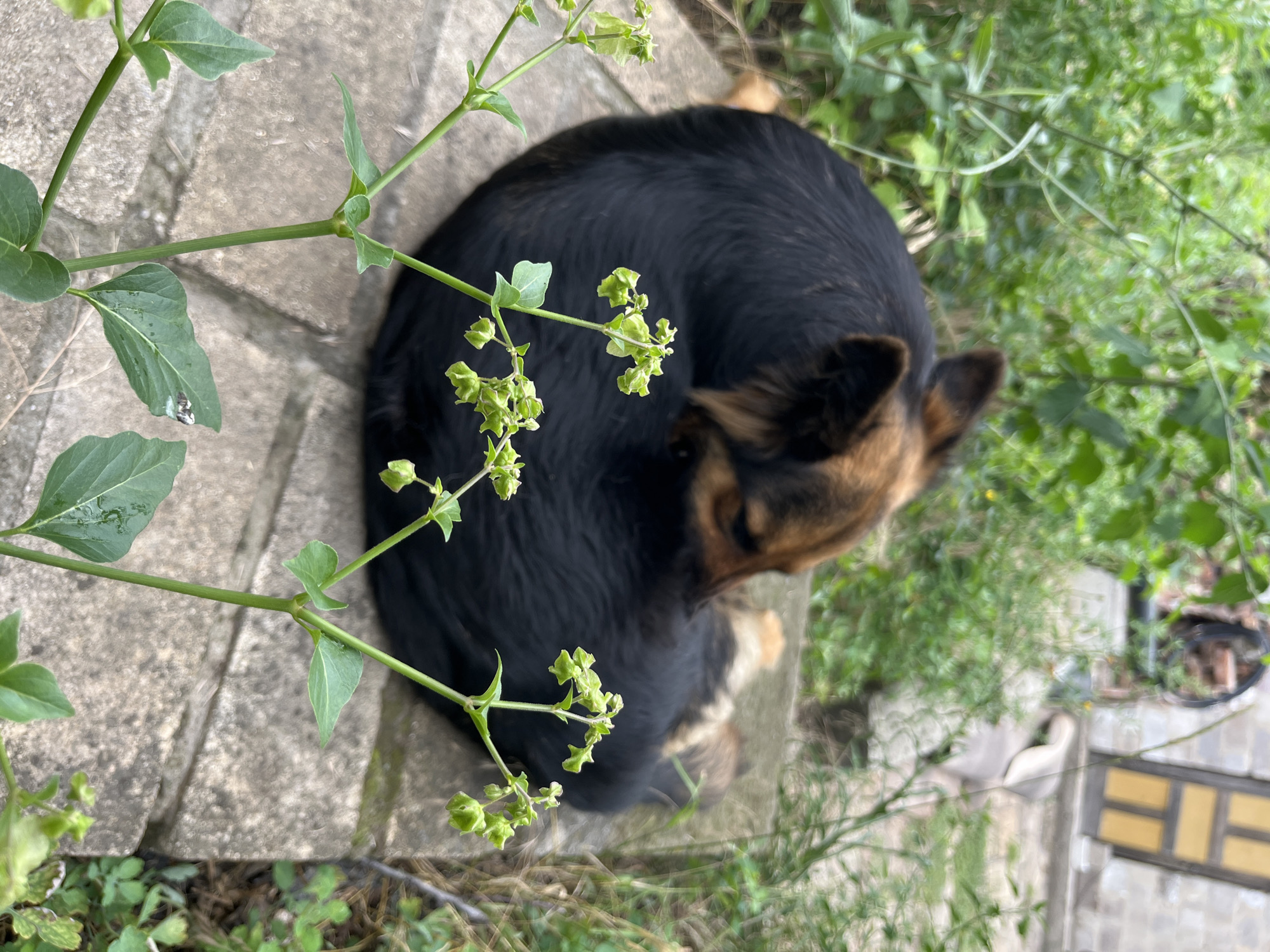 A medium shot shows a black and tan German Shepherd dog curled up on concrete slabs, with its head tucked into its body. Green plants with small, light green seed pods are in the foreground. In the background, blurred foliage and a brick wall with a yellow-door window are visible. The scene appears to be an outdoor courtyard or garden area. The image was taken in Dnipro, Ukraine.
