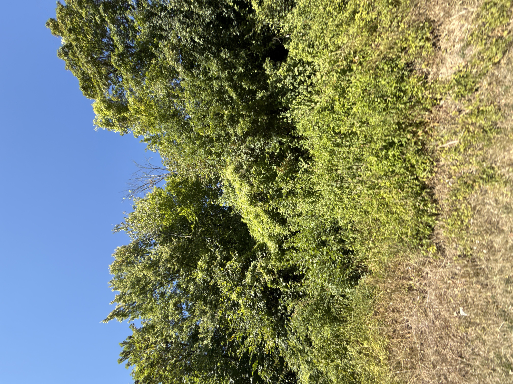The image depicts a dense, overgrown natural landscape under a clear blue sky. The foreground consists of dry, brown grass and lighter green vegetation, suggesting a summer or early autumn setting. Behind this, a thick wall of green foliage dominates the scene, comprised of various trees and shrubs. Some of the trees are tall and leafy, while others appear to be tangled with climbing vines. A few bare branches are visible among the green, indicating the presence of dead wood or deciduous trees losing their leaves. The overall impression is one of untamed nature, with the foliage obscuring any clear path or structure. There are no people or animals visible in the image. The scene is likely an undeveloped or wild area, possibly on the outskirts of a town or city.