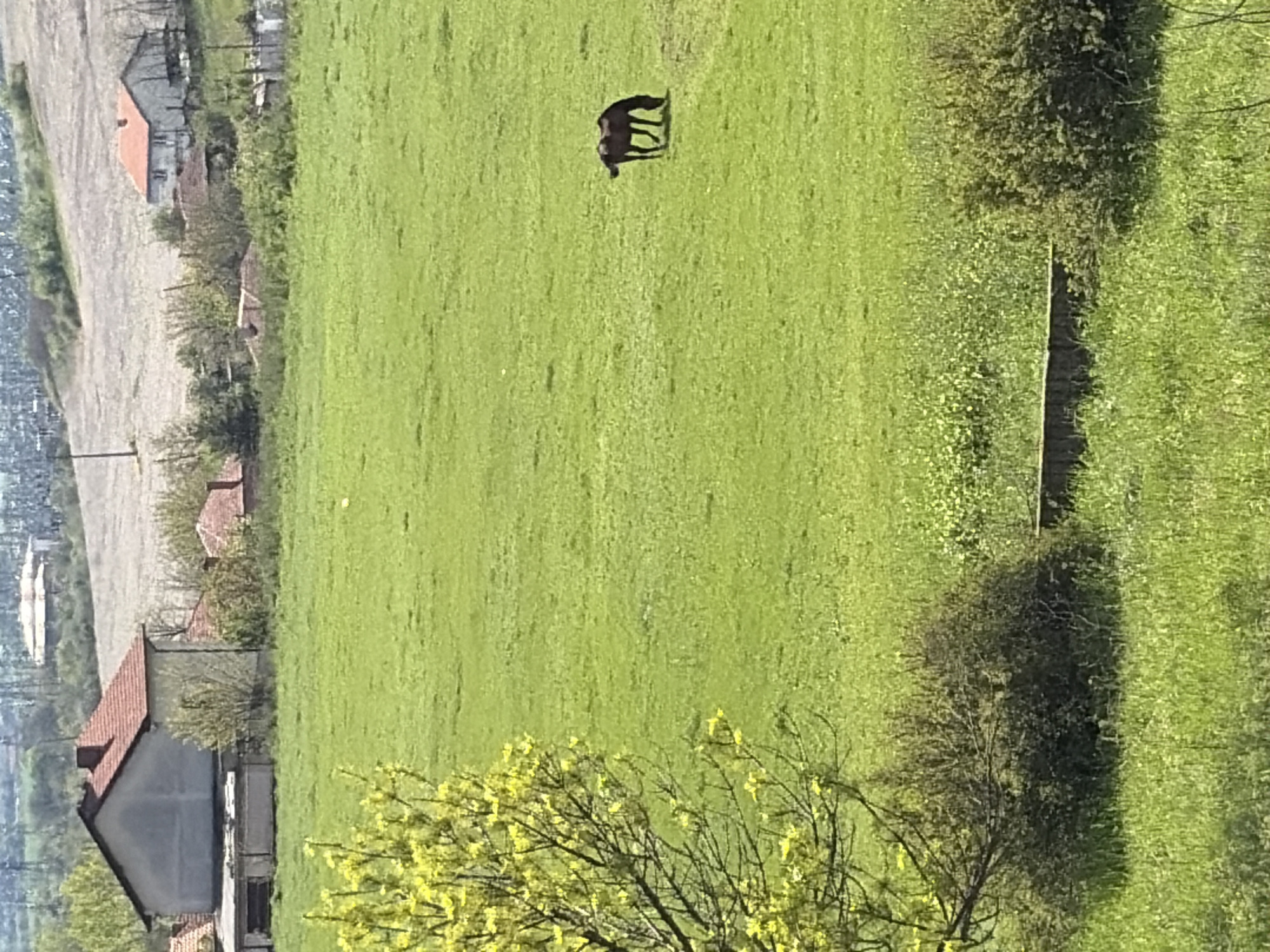 The image displays a rural landscape dominated by a bright green field under clear, sunny daylight. In the midground, a dark-colored horse (likely brown or black) is grazing in the center of this expansive field, its head lowered to the grass. The horse casts a distinct shadow to its right, indicating a bright light source, likely the sun, to the left.
Along the right side of the field, a dense line of trees or bushes, possibly a hedgerow, runs vertically, also casting a long, dark shadow across the grass. In the immediate foreground, towards the bottom right, the vibrant green field transitions into a section with bright yellow blossoms on tree branches, suggesting spring or early summer.
In the background, on the left side of the frame, there is a lighter, tilled or fallow field. Beyond this, several houses with prominent red-tiled roofs are visible, nestled amidst sparse vegetation, giving a sense of a distant village or scattered homesteads. The architecture of these houses suggests a European setting. Further in the distance, the landscape becomes blurry and indistinct. The overall scene conveys a peaceful, pastoral setting on a clear day. No discernible text is visible in the image.