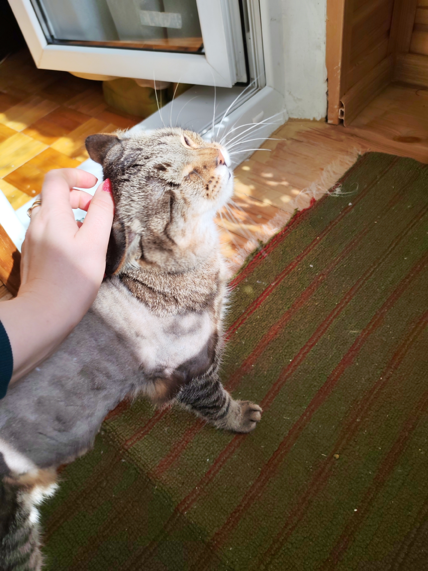 A person's hand with a ring on the ring finger is petting a tabby cat with a shaved body. The cat stands on a striped, green and red rug, near a white-framed window and a wooden door frame. The cat is looking upwards, seemingly enjoying the petting. The location is in an interior space, possibly a home, but the specific city of Izhevsk, Russia cannot be determined from the visual information provided.