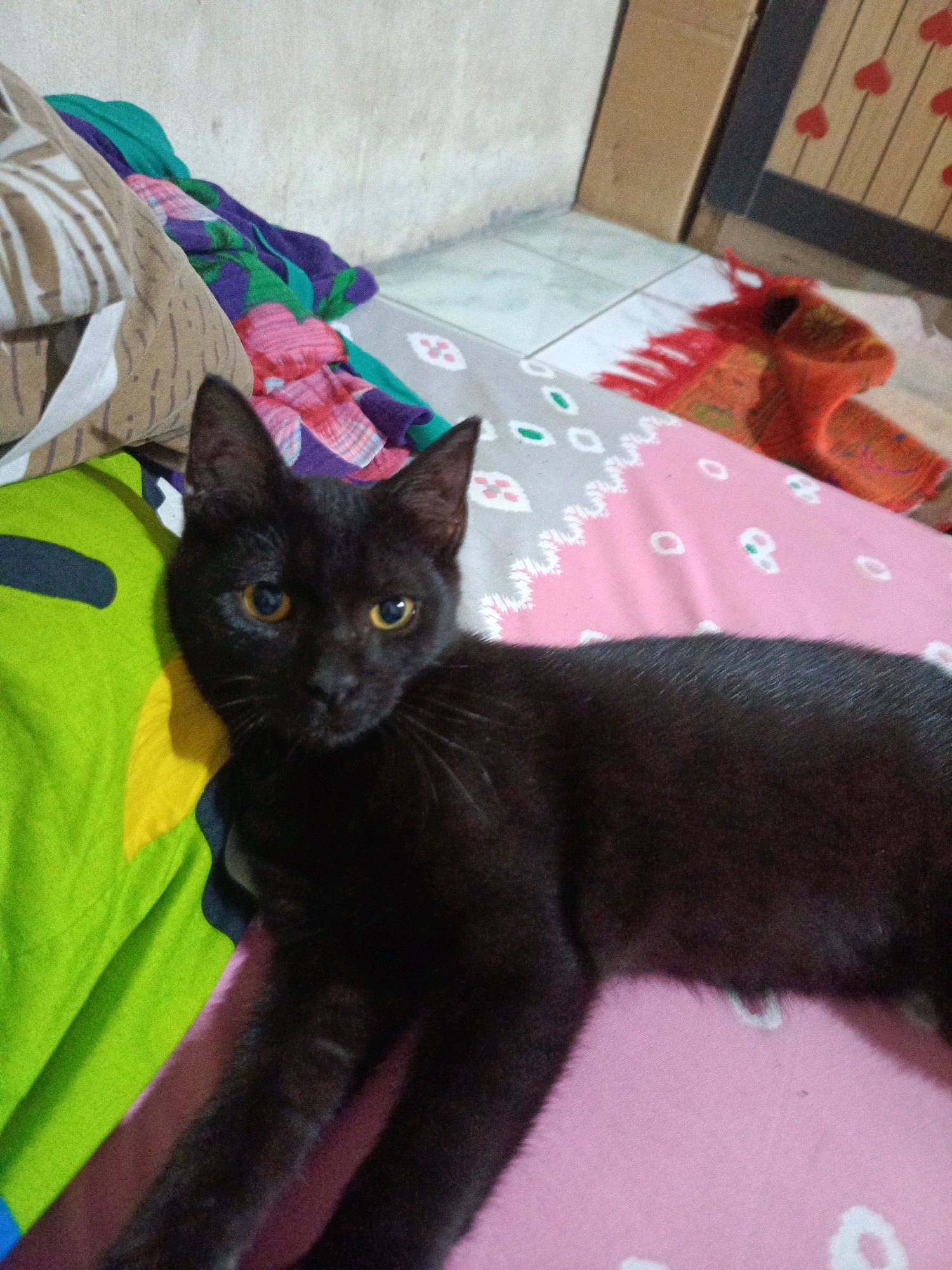 A black cat with yellow eyes is lying on a pink blanket patterned with white shapes. To the left of the cat, a lime green sheet is visible, and to the right, a reddish orange cloth with fringe is partially in view. The scene appears to be indoors, likely a bedroom, with a white wall in the background and what looks like a tiled floor. This image was taken in Kalang, Indonesia.