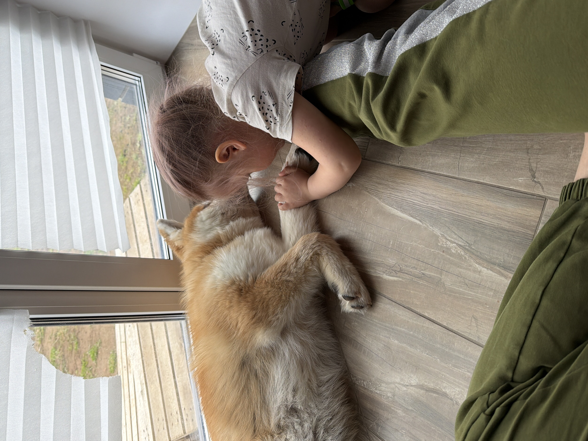 A young child is lying on a wooden floor next to an Akita dog. The child is wearing a light-colored shirt with a repeating animal print, and green sweatpants with a silver stripe down the side. They are resting their head near the dog’s head and holding its paw. The dog is lying on its back, appearing relaxed. The setting is indoors, near a window covered with pleated white blinds that are partially damaged. Outside the window, greenery is visible.
The location is in the city of Chaikovsky, Russia.
