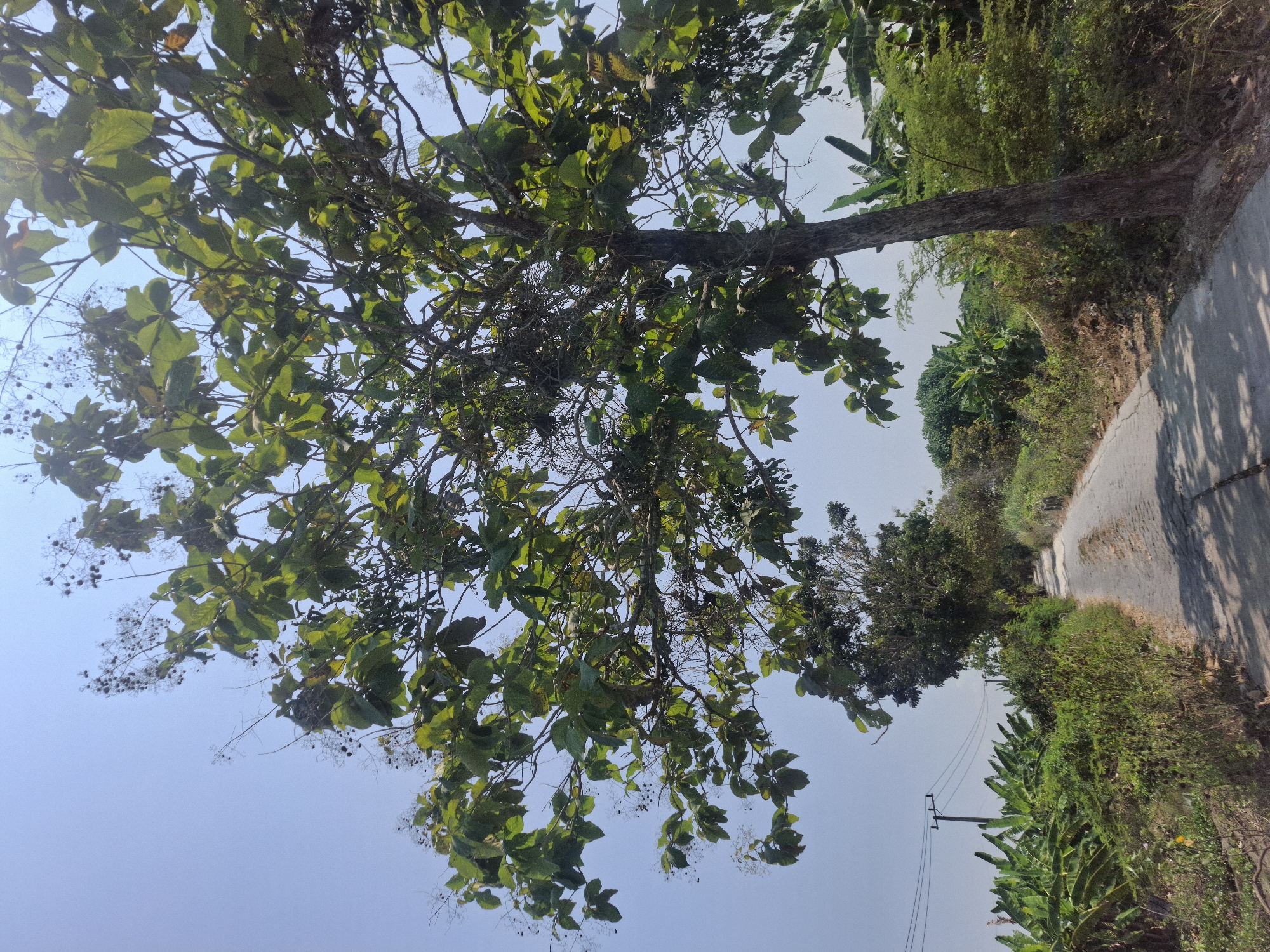 The image shows a paved rural road in Brangsi, Indonesia, bordered by lush vegetation and a clear blue sky. A large tree with green leaves and small dark seed pods dominates the foreground on the right, its trunk leaning slightly towards the road. The road is narrow and appears to be in moderate condition, with cracks and patches visible. To the left of the road, a dense growth of green bushes and banana trees is present. In the distance, more trees and foliage line the road, suggesting a rural or semi-rural setting. Utility poles and power lines are visible on the left side of the road, indicating the presence of infrastructure. The sunlight casts shadows on the road, suggesting it is daytime. There are no people or animals visible in the image.