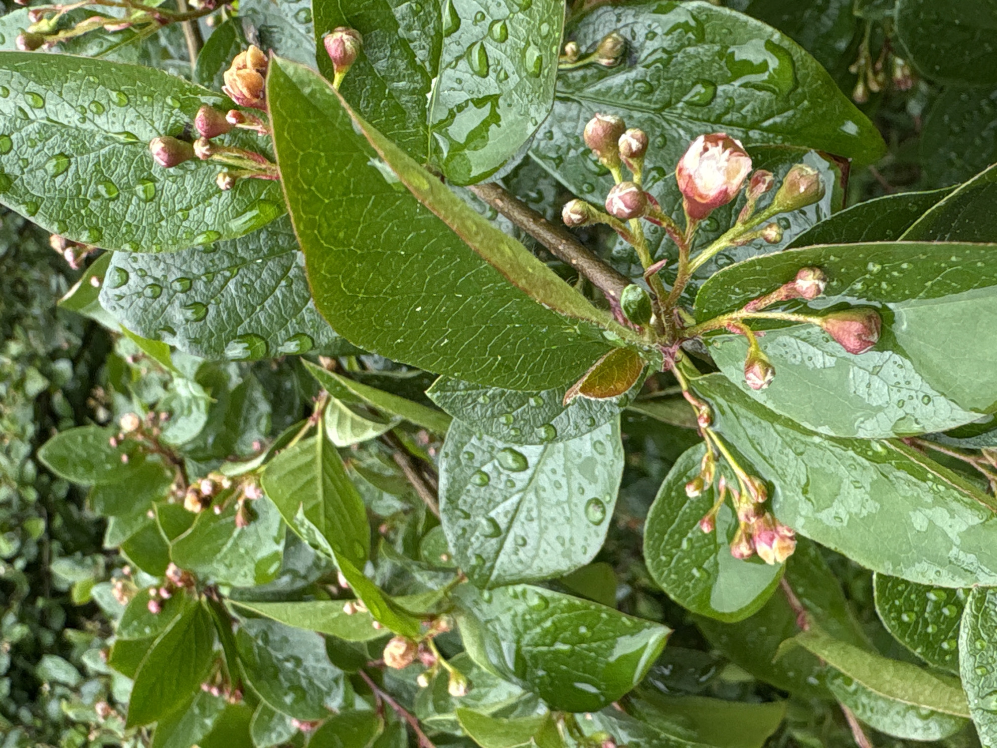 The image shows a close-up of green leaves and flower buds, likely after a rain, as water droplets are visible on the foliage. The buds are a light pinkish-white color. The scene appears to be a natural setting, possibly a garden or park. There's no indication of Saint Petersburg, Russia, or any specific urban elements in the image. No people, subjects, objects, actions, or interactions are observed.