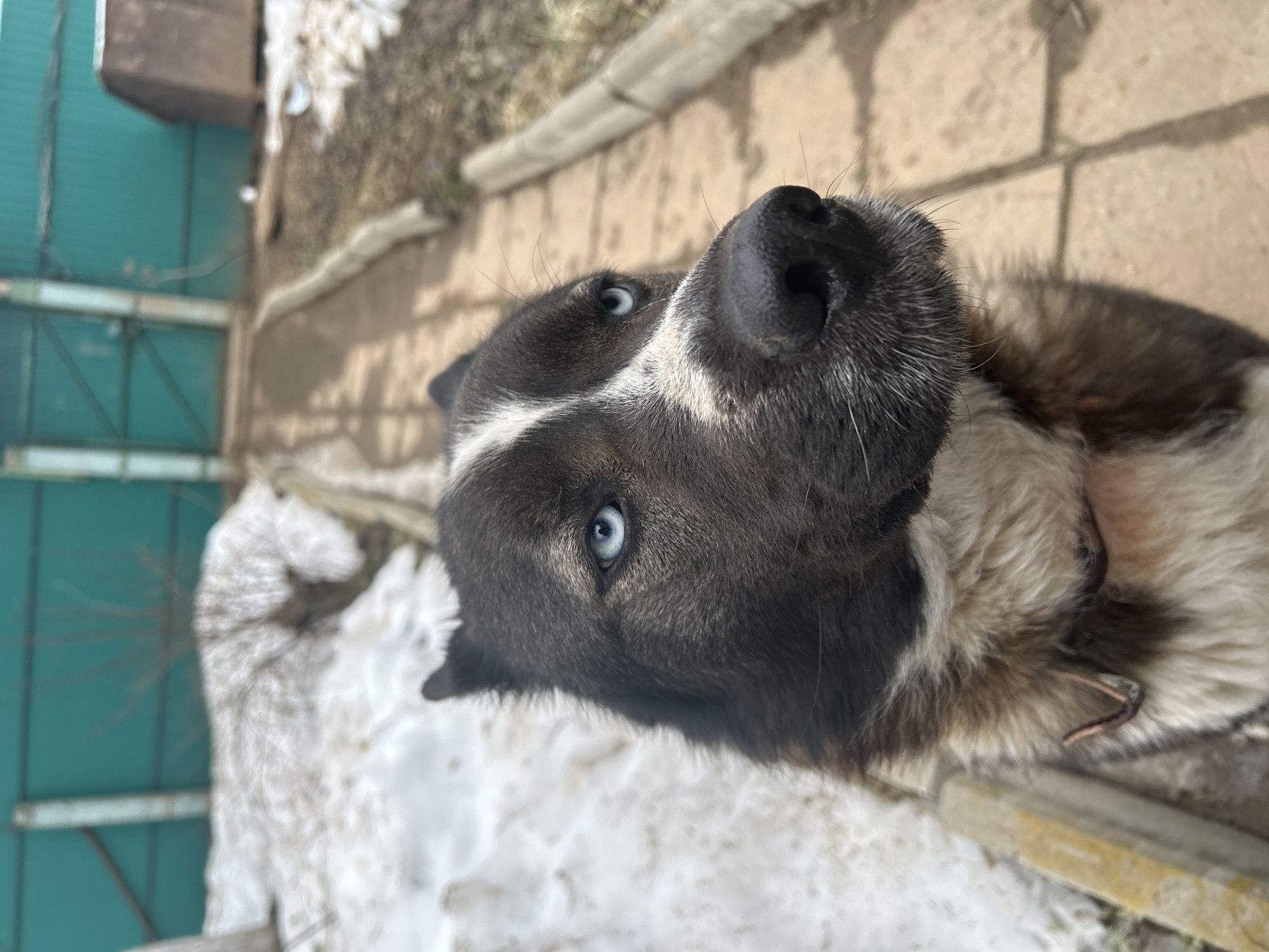 The image depicts a close-up of a dog with black and white markings and striking blue eyes, looking up towards the camera. The dog is outdoors, near a structure with green corrugated metal. Patches of snow are visible on the ground. The location is Фоки, Russia.