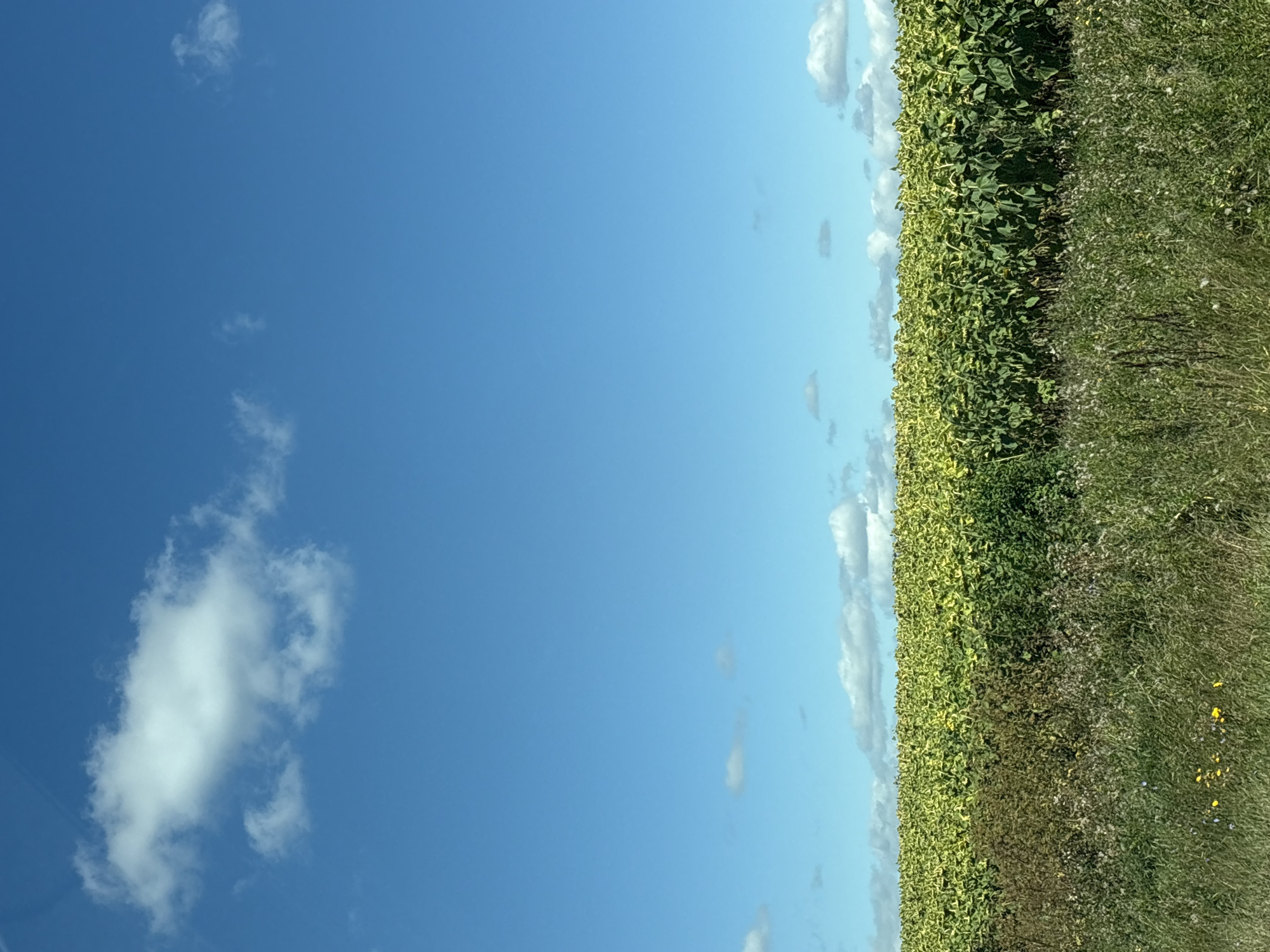 A wide shot captures a clear blue sky dotted with fluffy white clouds above a vast field of sunflowers. The sunflowers are densely packed, with their large green leaves and yellow blooms creating a vibrant tapestry. In the foreground, a mix of green grass and wildflowers adds texture and color to the scene. The image appears to be taken on a sunny day, with the natural light illuminating the landscape. The location is the village of Kuz'minskoe, Russia. There are no people or animals visible in the image. The environment is rural and agricultural.