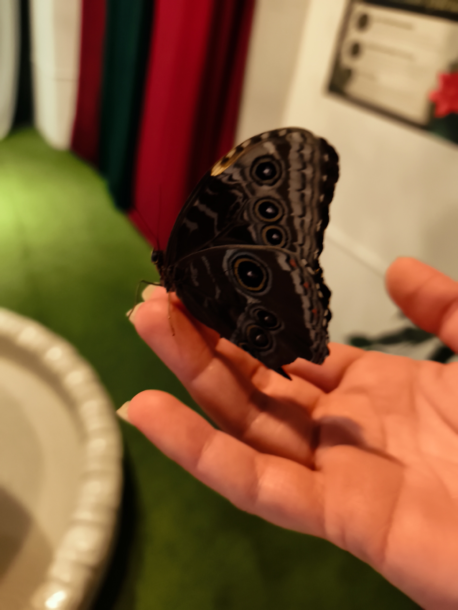 A medium shot captures a butterfly resting on a person's open palm. The butterfly, predominantly black with iridescent blue and gray markings, displays prominent eye-spots on its wings. The person's hand, with manicured fingernails, is a light peach color. In the background, out of focus, are vertical stripes of white, green, and red fabric, suggestive of curtains or drapes. To the left, a portion of a white, ridged circular object, likely a plate or bowl, is visible. Further back and to the right, a framed informational display with text and an image of a red flower is blurred. The overall environment appears to be an indoor setting with green carpeting on the floor. The image was taken in Gdańsk, Poland.