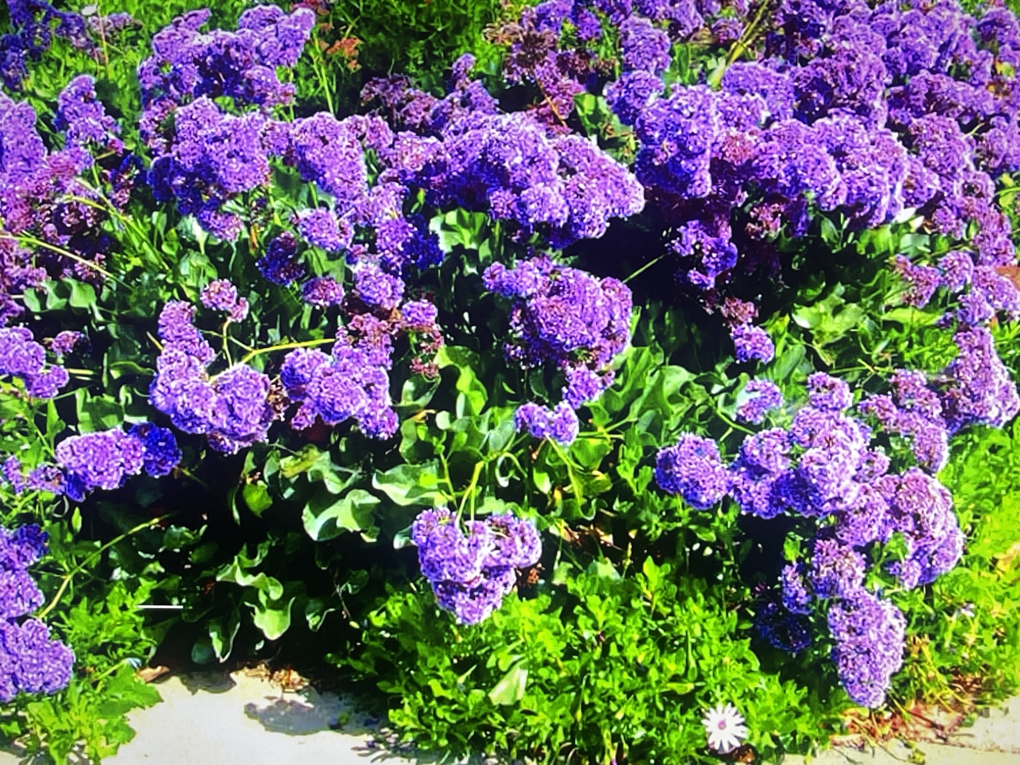 This is a close-up, eye-level, outdoor shot of a dense cluster of vibrant purple flowers, possibly heliotrope or statice, in full bloom. The flowers are small and clustered together, forming fluffy plumes that create a rich texture. They are set against a backdrop of bright green foliage, which is slightly out of focus in places, emphasizing the flowers. Sunlight illuminates the scene, highlighting the saturation of the purple blooms and creating soft shadows among the leaves. The ground appears to be a light-colored path or walkway, with some shadow patterns suggesting a sunny day. A single white flower with many petals is visible in the lower right quadrant, adding a contrasting element to the dominant purple. The overall impression is one of abundance and natural beauty, likely captured in a garden or natural landscape. No people, text, or specific identifiable objects are present beyond the plant life. The time of day appears to be daytime, given the bright lighting and shadows, and the weather is likely clear and sunny. The location context of Shakhovskaya, Russia, suggests a temperate climate where such flowers would bloom.