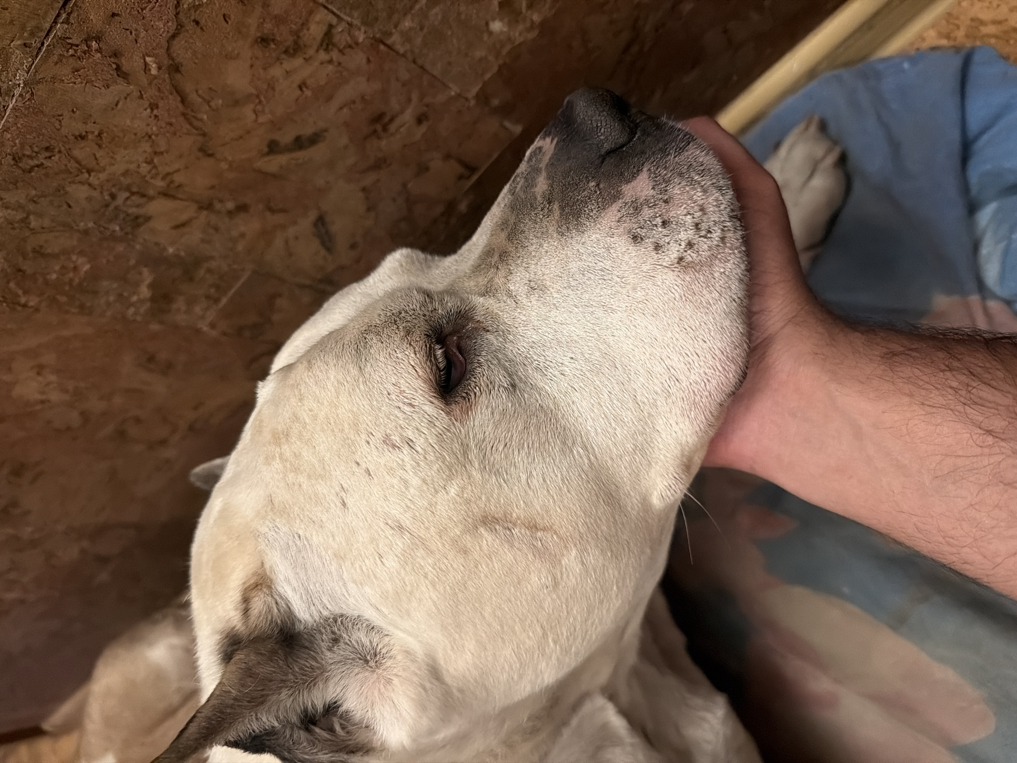 A close-up, angled view depicts a light-colored dog with a black nose being petted by a person's hand. The dog's head is tilted upwards towards the hand. The background consists of what appears to be wooden paneling and a blue blanket. The location in the city of Krasnoyarsk, Russia, cannot be determined from the provided image.