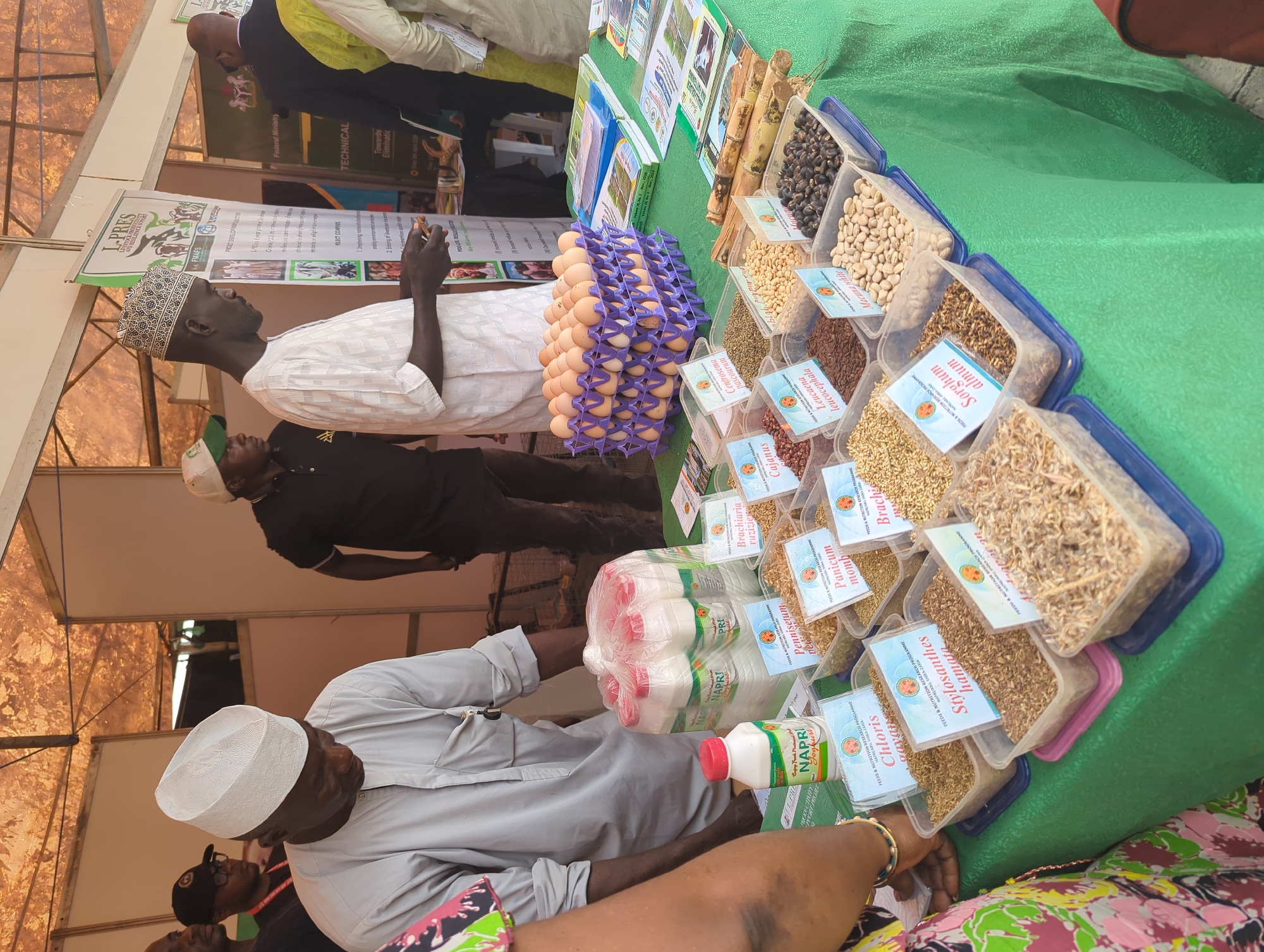 This medium shot captures an agricultural exhibition booth, likely within a sheltered outdoor or indoor market setting, suggested by the tent-like structure in the background. The central focus is a table covered with a green tablecloth, laden with various agricultural products and promotional materials.
Several individuals are visible, mostly men. In the foreground, a man wearing a grey shirt and a white traditional cap is seen from behind, his arm extended towards the table. Another man in a white kaftan and a patterned cap stands near a poster, observing the display. A third man in a black shirt and cap is partially visible behind the first, and others are in the background. People appear engaged in viewing or discussing the displayed items.
On the table, numerous clear plastic containers hold different types of grains and seeds, each labeled with its scientific and common name. Visible labels include "Sorghum almum," "Pennisetum momb," "Brachiaria ruziziensis," "Cajanus," "Centrosema pascourum," "Leucaena leucocephala," "Stylosanthes hamata," "Chloris," and "Macuna white." Also displayed are multiple purple plastic crates filled with light brown eggs. Bottles of "NAPRI Yoghurt" are stacked in a plastic bag, with one bottle standing individually. Stalks of sugarcane are also part of the display.
Behind the table, several informational banners and posters are erected. One prominent banner mentions "L-PRES," "PROACT DEVELOPMENT," "Federal Ministry," and "TECHNICAL," with phrases like "Towards Eliminatic" (Elimination) and "PROJECT COMPONENTS" partially visible. Another banner clearly states "FEEDS & NUTRITION RESEARCH PROGRAMME," with "NAPRI/IAR" and "NAPRI JABU, SHIKA ZARIA" indicating an institutional context for agricultural research in Nigeria, aligning with the Unguwan Sanusi, Nigeria location. The scene suggests a daytime event, well-lit, possibly showcasing agricultural research outputs or products.