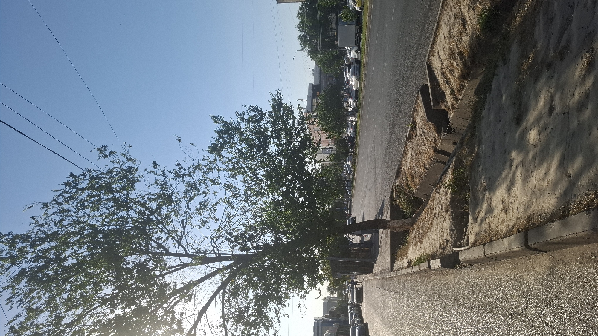 The image captures a street scene in Shymkent, Kazakhstan, on a bright, sunny day with a clear blue sky. A large tree with lush green foliage dominates the left side of the frame, its branches reaching towards the sky where power lines are visible. The tree is situated on a sandy strip next to a paved sidewalk, which runs parallel to a multi-lane road.
On the sidewalk, there are a few pedestrians, but their features are not distinct. A bus stop structure is present near the tree. The road is lined with parked cars on both sides, including sedans, a white van, and a light-colored truck. Buildings of various sizes and architectural styles, some with multiple stories, line the far side of the road, interspersed with more trees.
The foreground features a concrete curb separating the sandy area from the road. A drainage ditch, filled with dry grass and soil, runs alongside the curb. The sunlight casts shadows across the sandy ground and the road, indicating the time of day is likely morning or late afternoon. The overall impression is one of a typical urban streetscape in Kazakhstan.