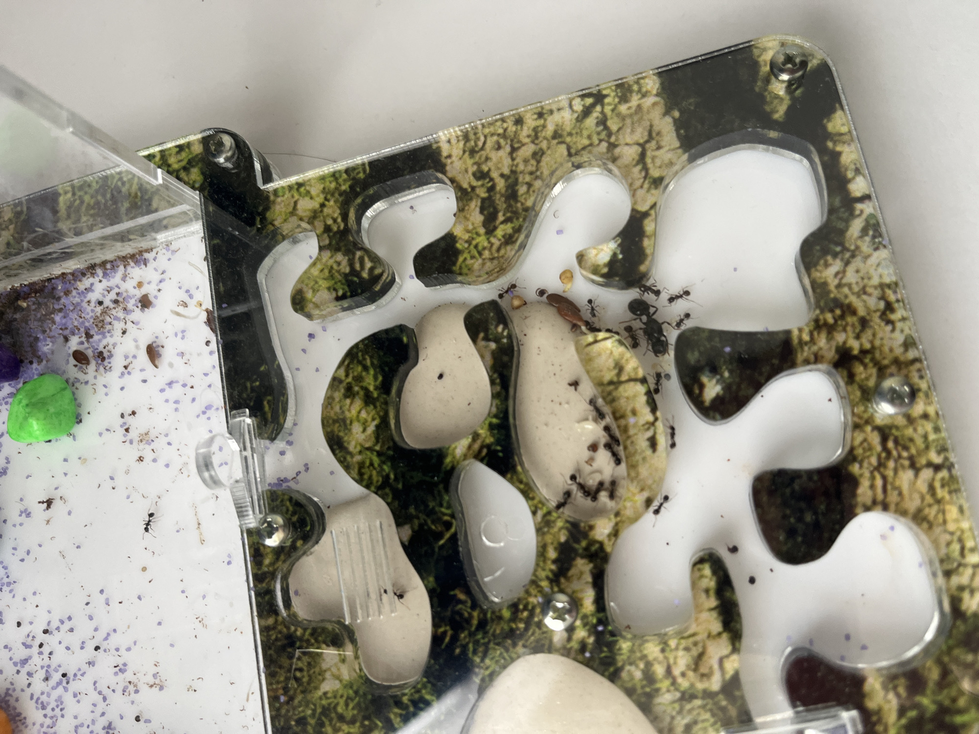 An ant farm contains several ants. The ant farm is made of clear plastic with white tunnels inside. The background of the ant farm is a printed image of mossy tree bark. There are small specks of purple glitter on the white surface. The ant farm is on a white surface. This image is not from Onokivtsi, Ukraine.