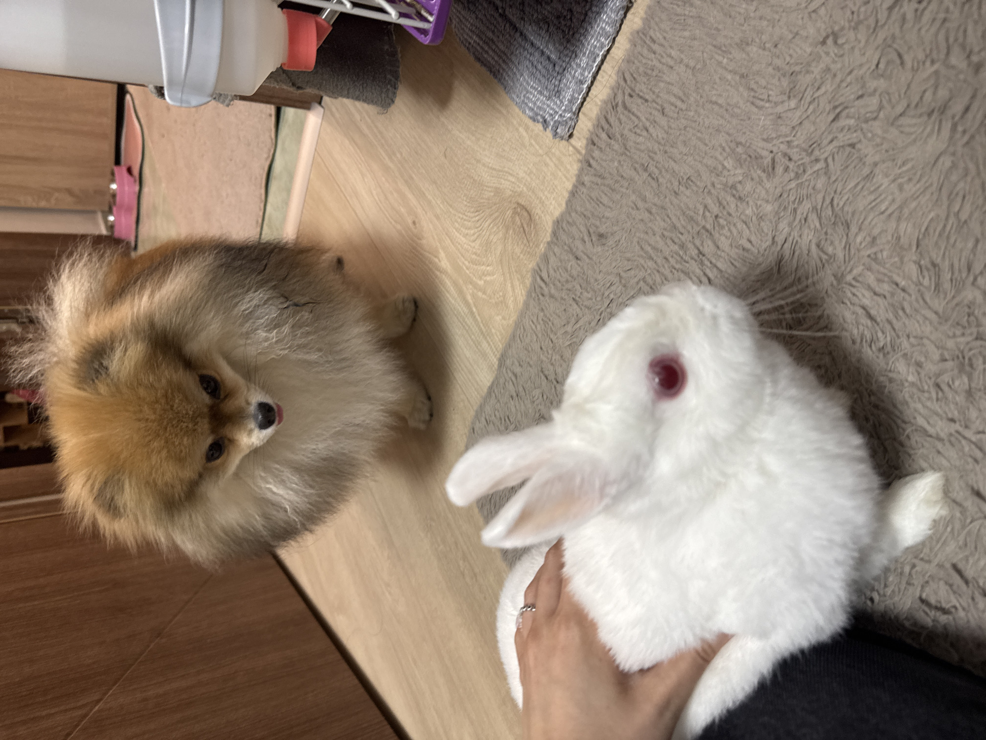 A fluffy, light brown Pomeranian dog with its tongue slightly out stands on a wooden floor, looking down at a white rabbit with red eyes. The rabbit is positioned in the foreground, resting on a brown rug. A person's hand, wearing a ring, is gently touching the rabbit. In the background, a portion of a cage with a water dispenser is visible. The scene appears to be indoors, likely a residential setting. There is no information about the location in Burgas, Bulgaria.