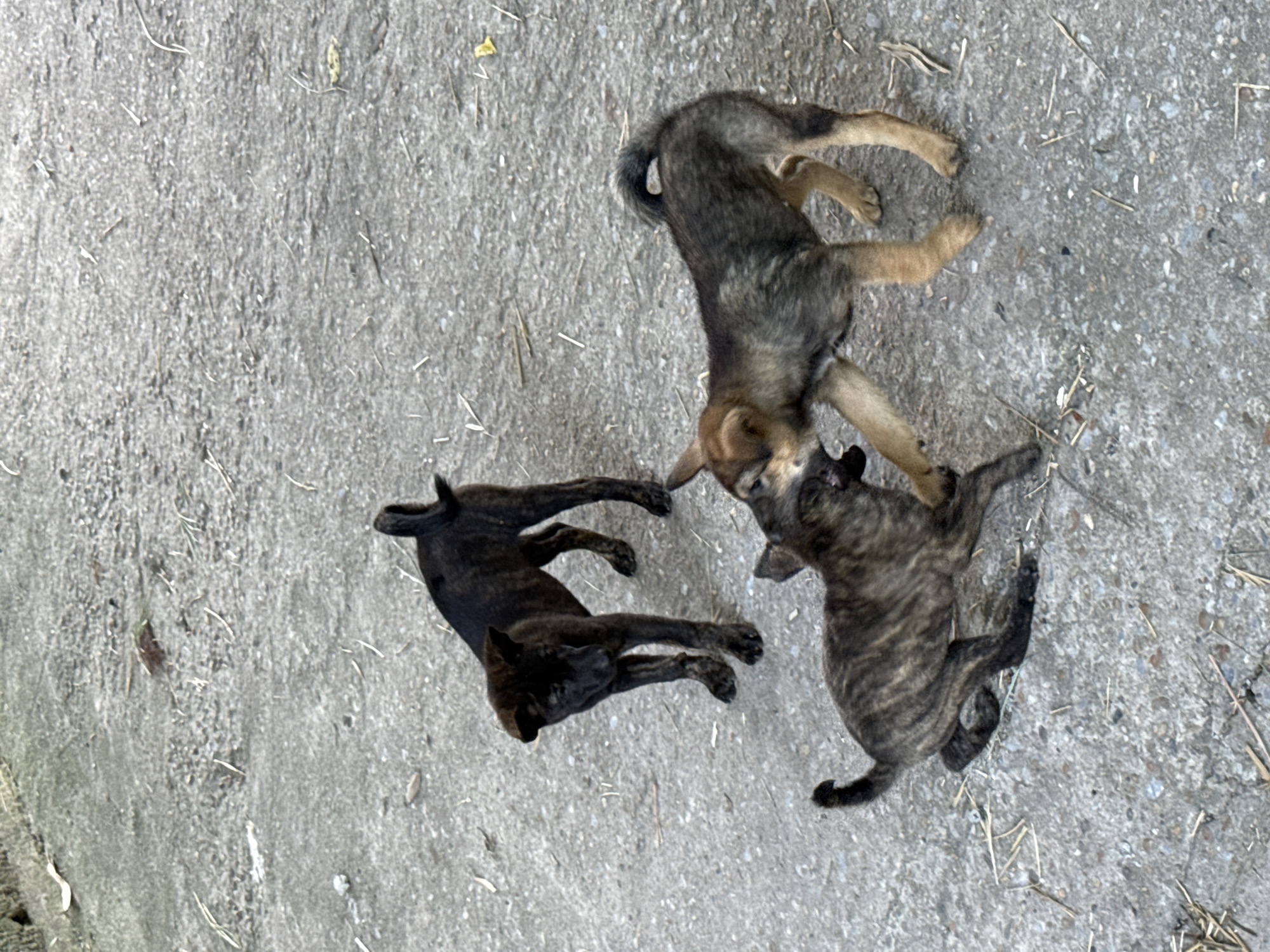 The image depicts three puppies on a concrete surface. One puppy is dark brown, another is brindle, and the third is a mix of brown and gray. They appear to be playing or interacting with each other. The concrete surface has scattered debris, possibly small twigs or leaves. The image location is unspecified, but the prompt mentions Hà Nội, Vietnam.