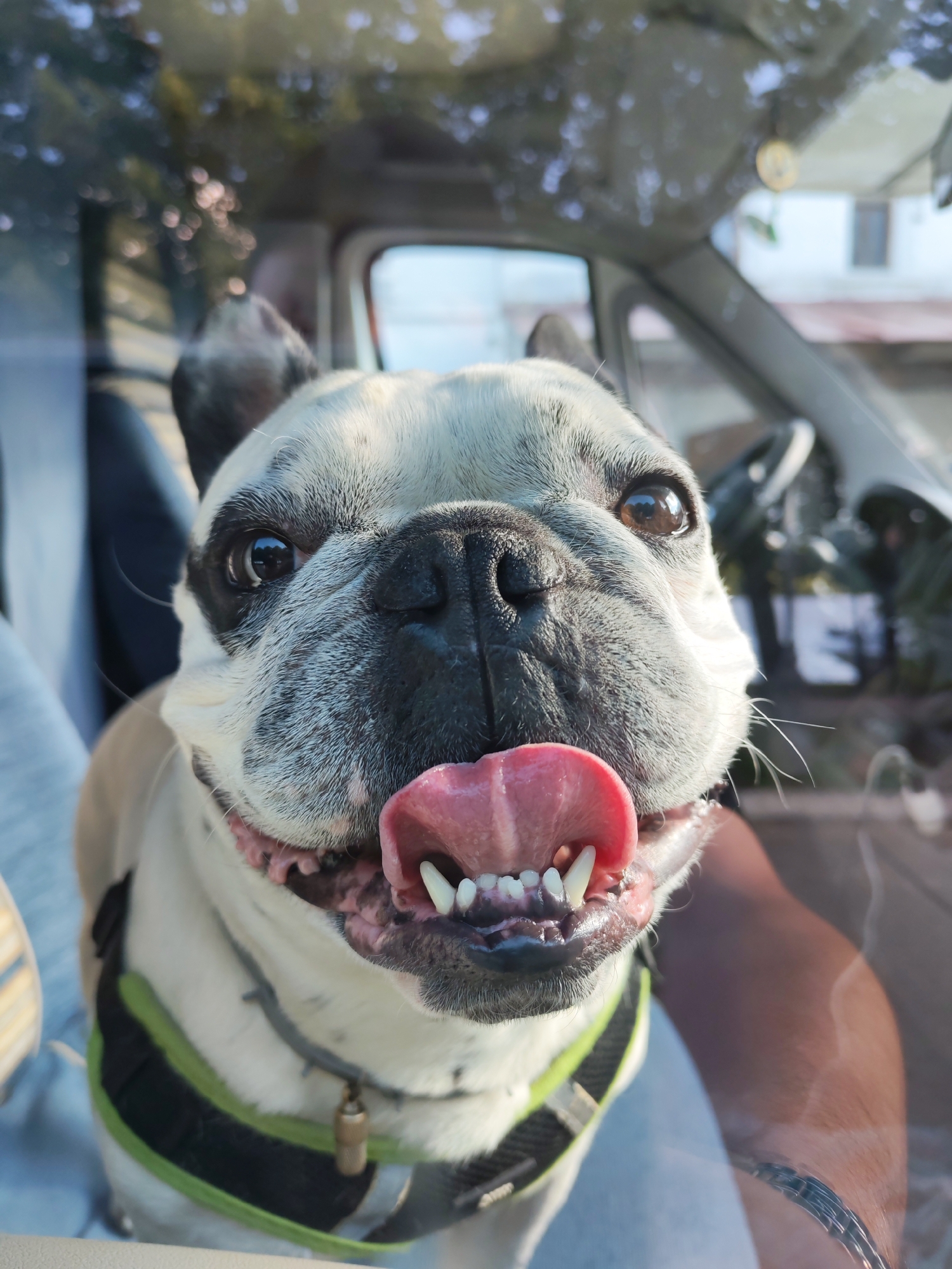 A French bulldog is sitting in the passenger seat of a vehicle, looking directly at the camera with its mouth open and tongue out. The dog has black and white markings on its face and is wearing a green and black harness with a small metal tag. The background is blurred but appears to be the interior of a van or car, with the driver's seat and steering wheel visible. Reflections on the windshield show trees and a building, suggesting it is daytime with sunny weather. The dog's expression is happy and playful. The scene is set in Plyos, Russia. There is no visible text in the image.